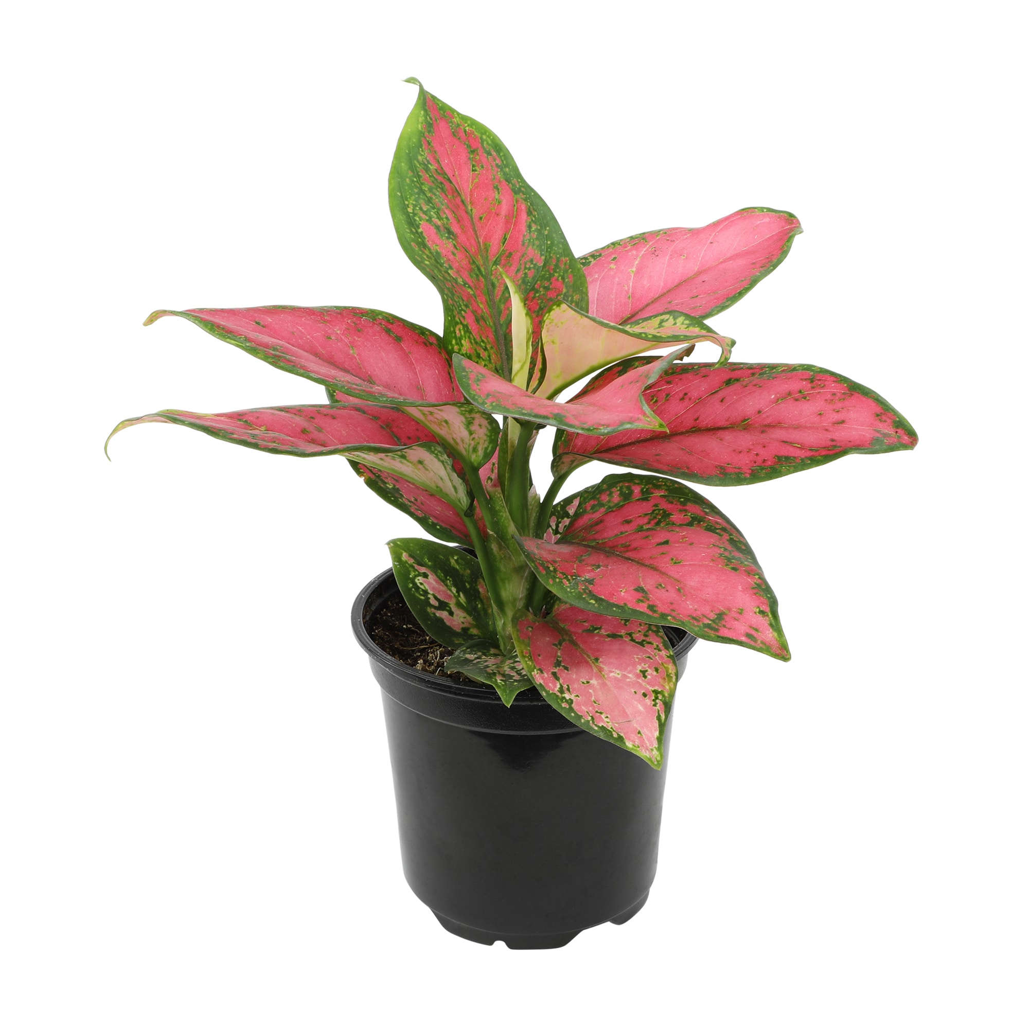 Altman Plants 0873015 White Aglaonema Chinese Evergreen House plant in 4.25 Inch(es) Planter 1.0 -Pack