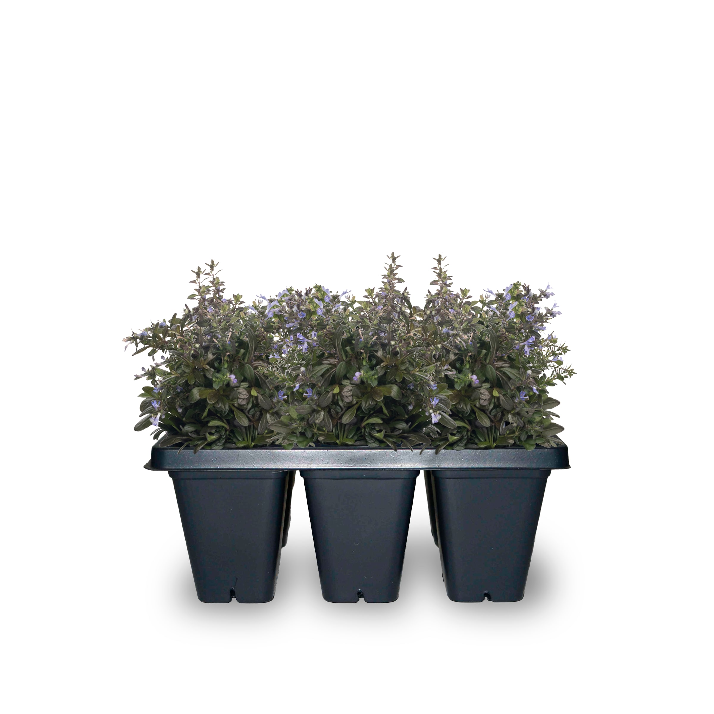 Lowe's NURSERY 6 -Pack 6 -Pack Carpet Bugleweed in Tray