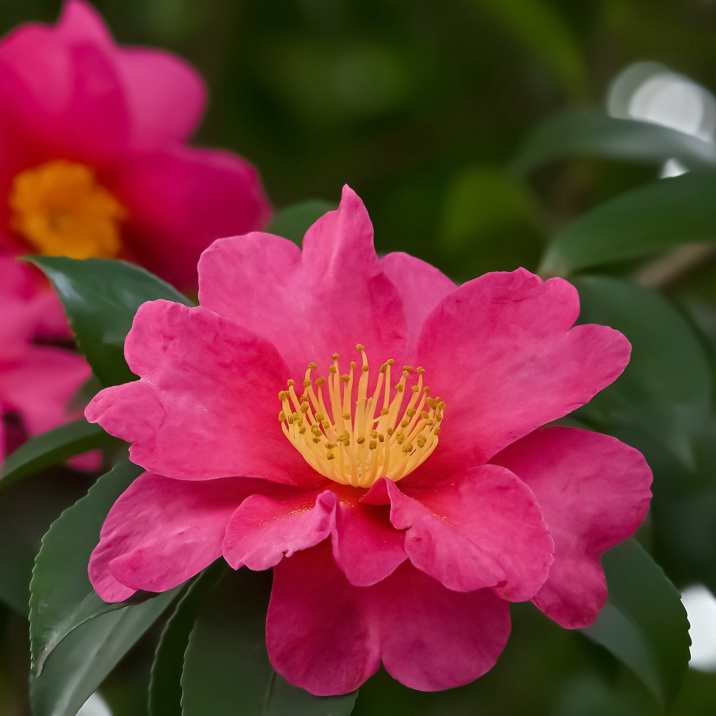 National Plant Network Camellia Sasanqua Rose of Autumn - Thumbnail 3