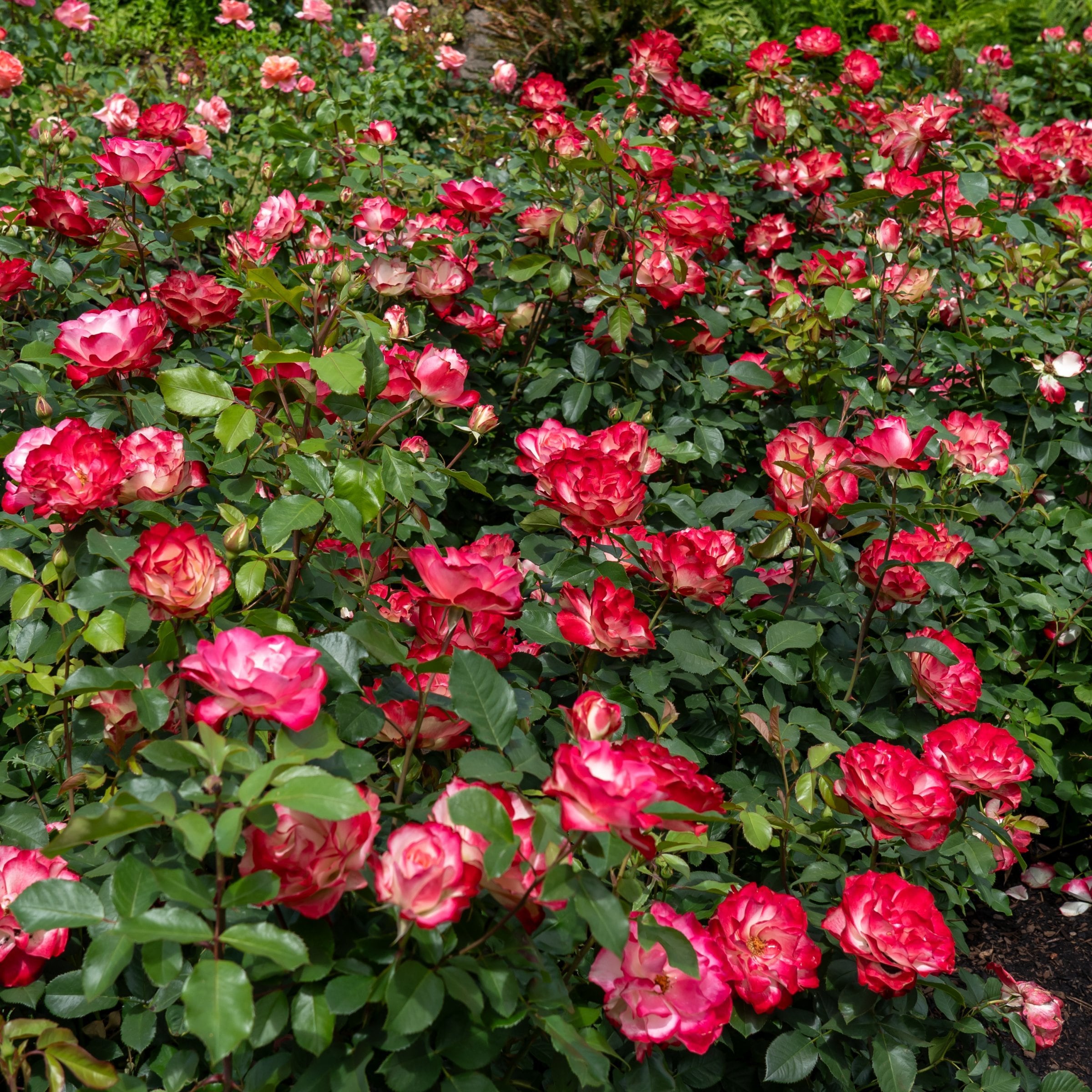National Plant Network LW2570 roses - View #6