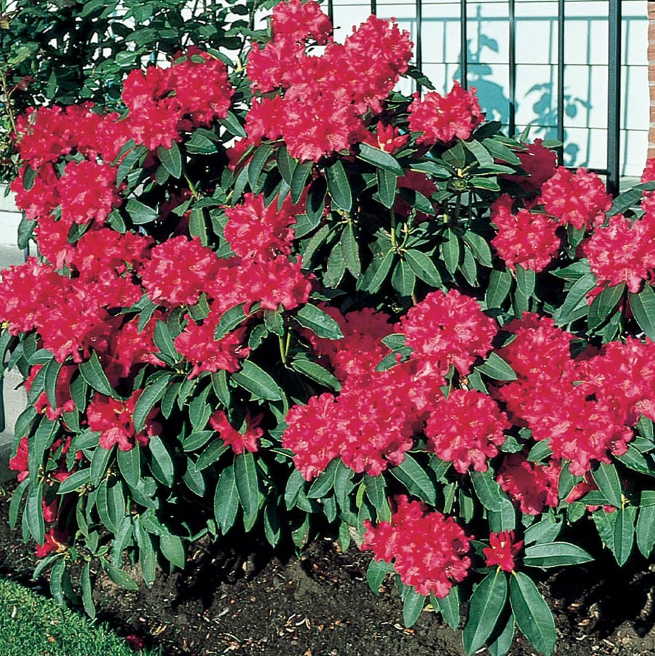 Lowe's Multicolor Rhodo Flowering Shrub in 2.25-Gallon Pot in the ...