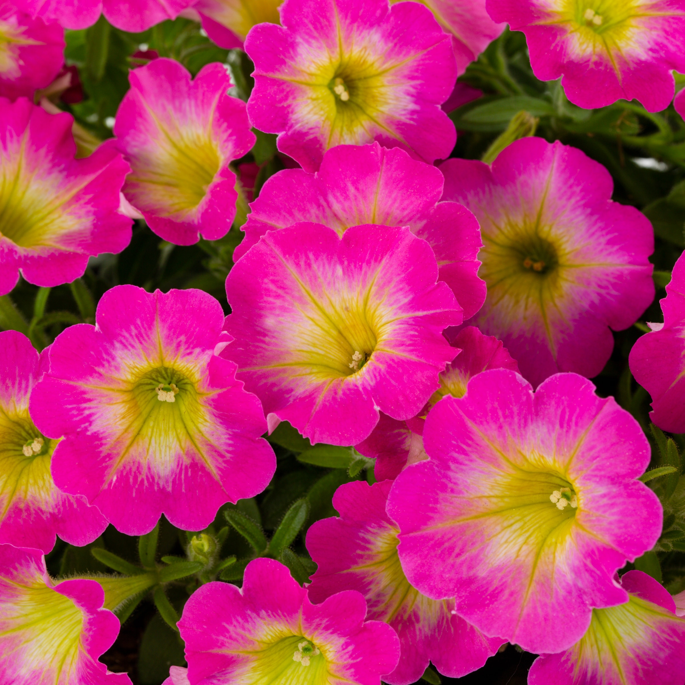 Proven Winners 4792 annuals - View #2
