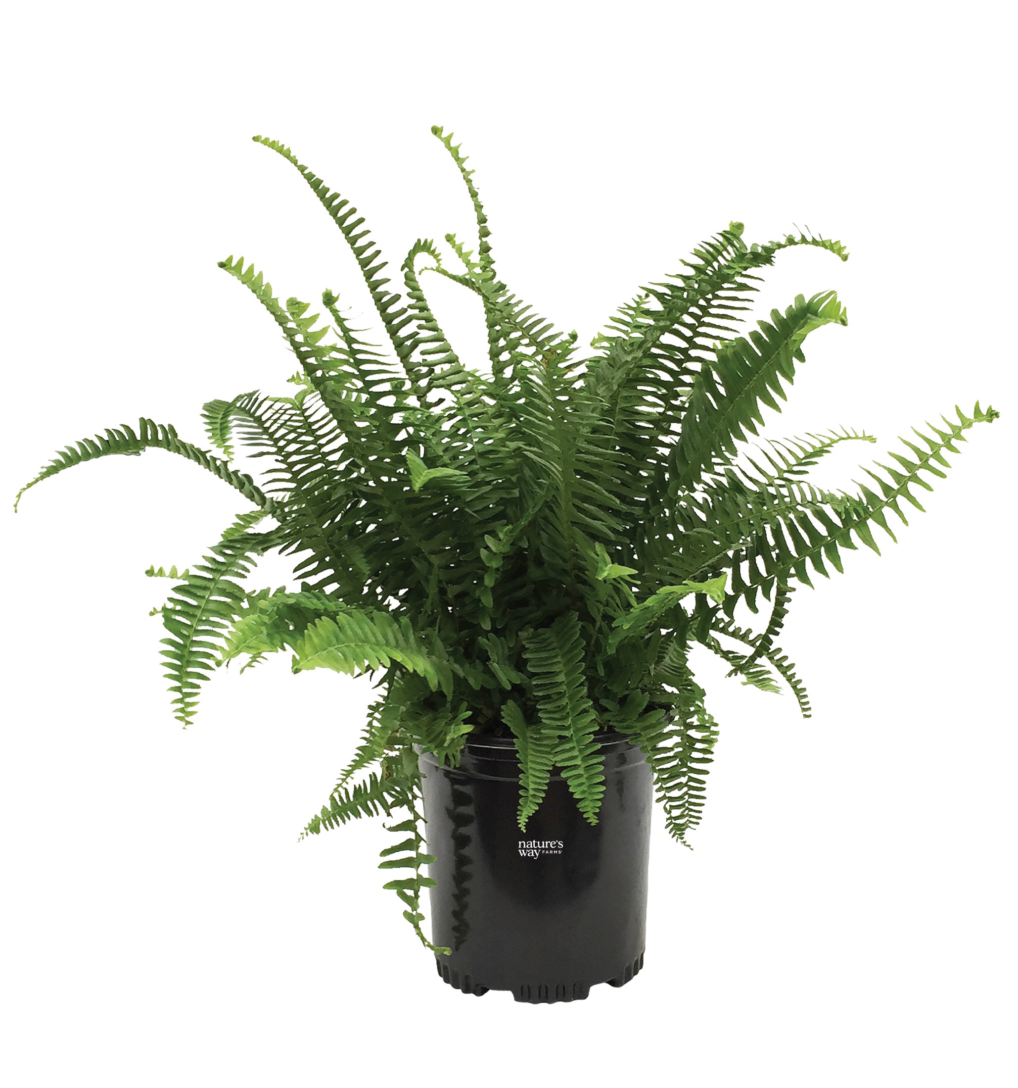  2326 No flowers Kimberly Queen Fern House plant in 6 Inch(es) Pot 1 -Pack