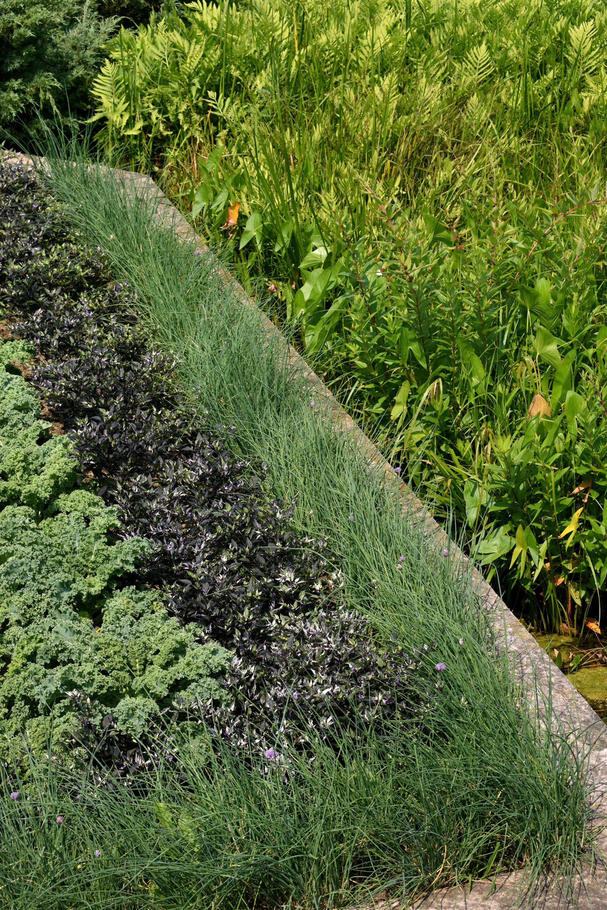  1463 perennials - View #3