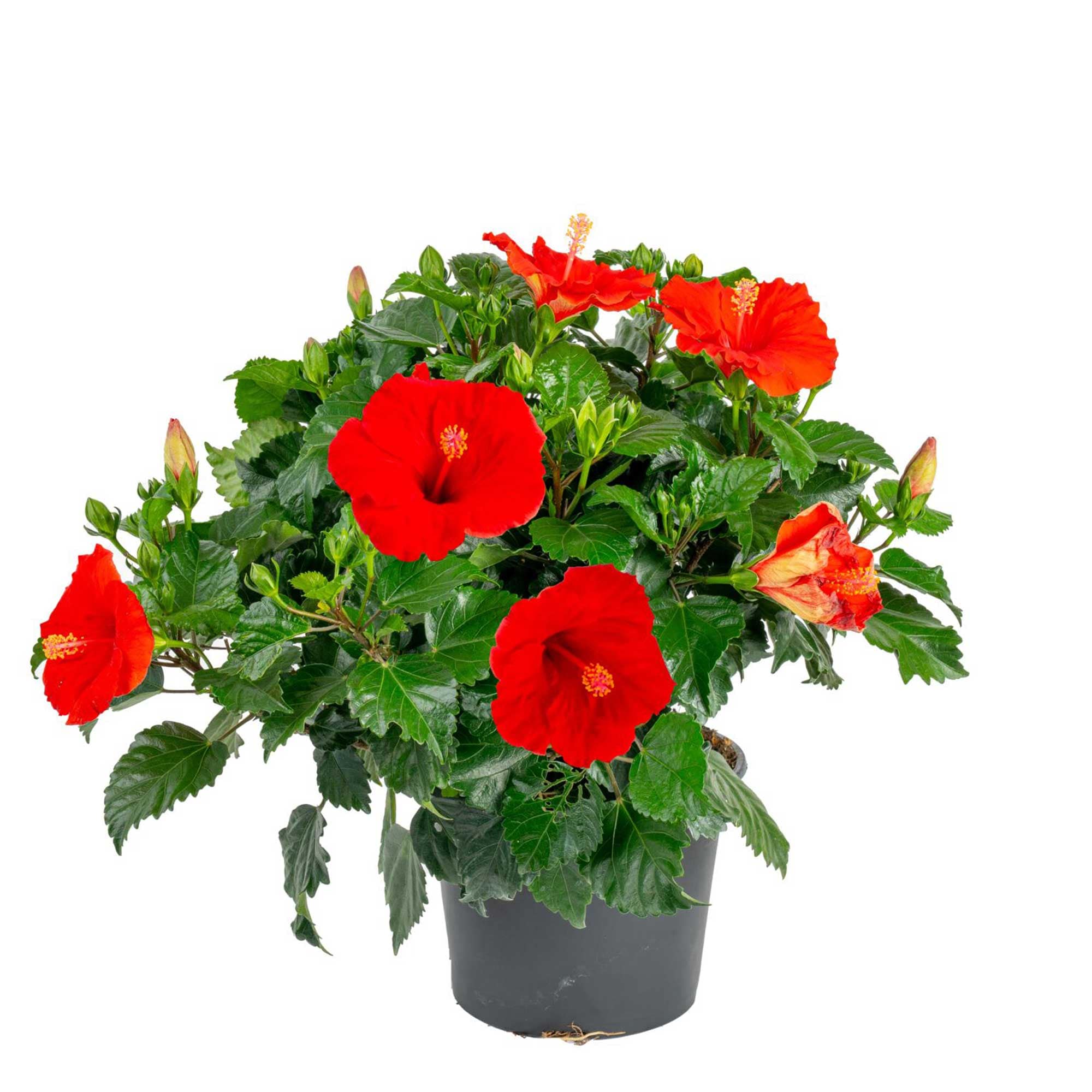 Costa Farms CO.3QTHIB.1.RD.GP Hibiscus Flowering Shrub in 3 -Quart Pot 1 -Pack
