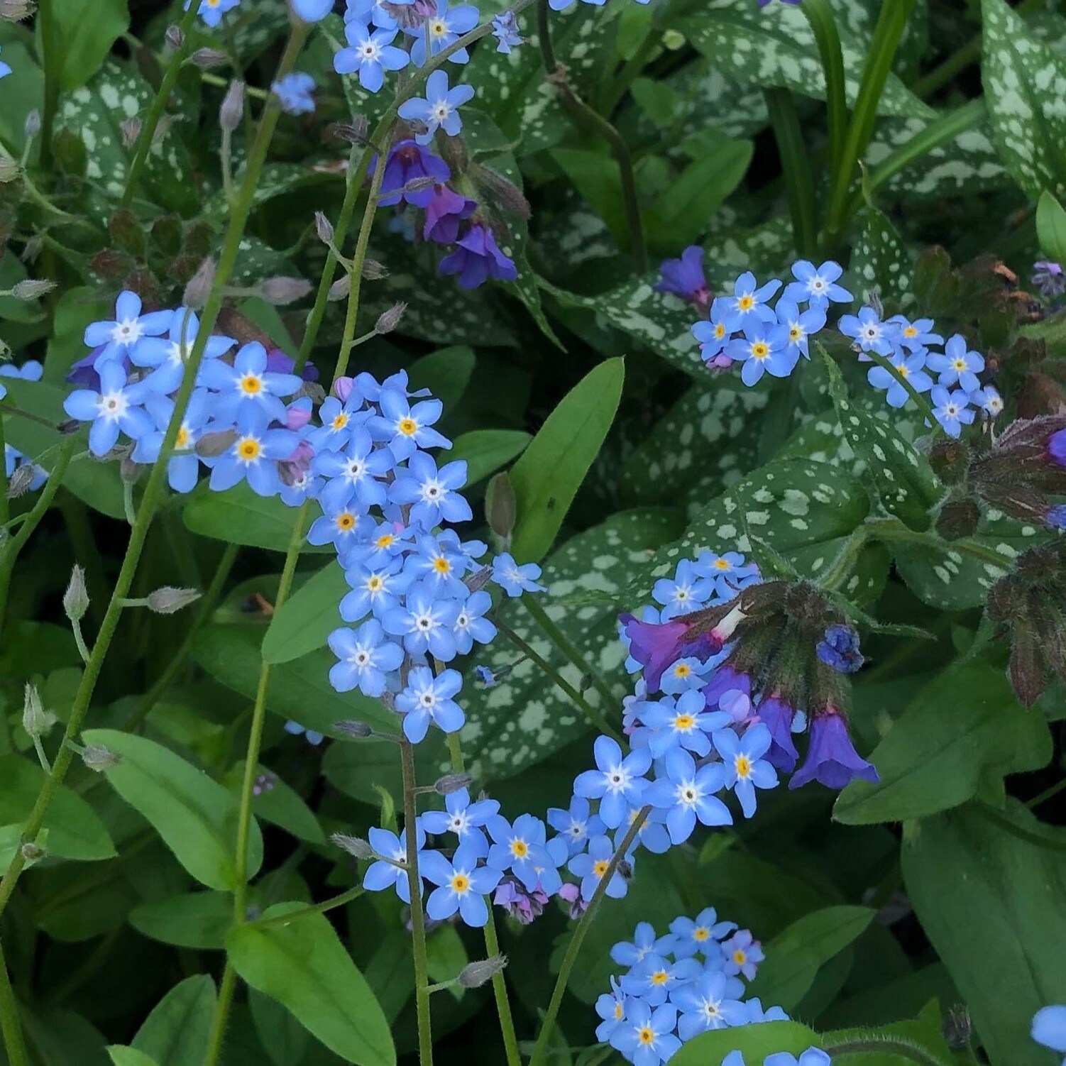 Lowe's NURSERY perennials - View #2