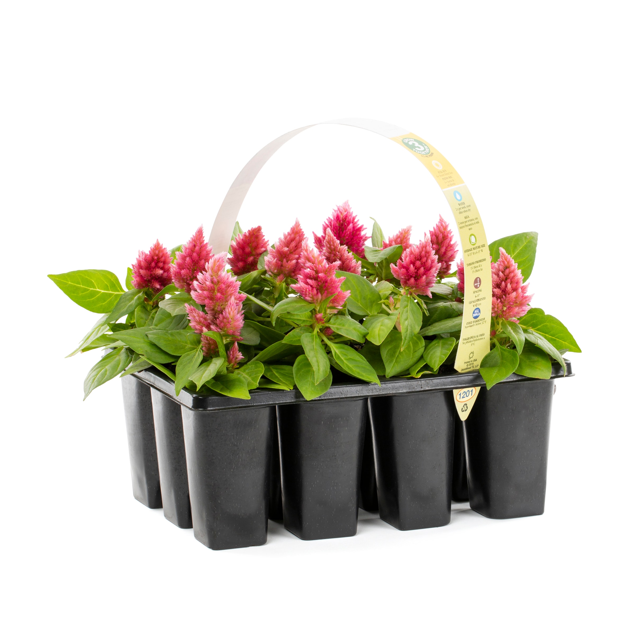 Celosia Plants, Bulbs & Seeds at 