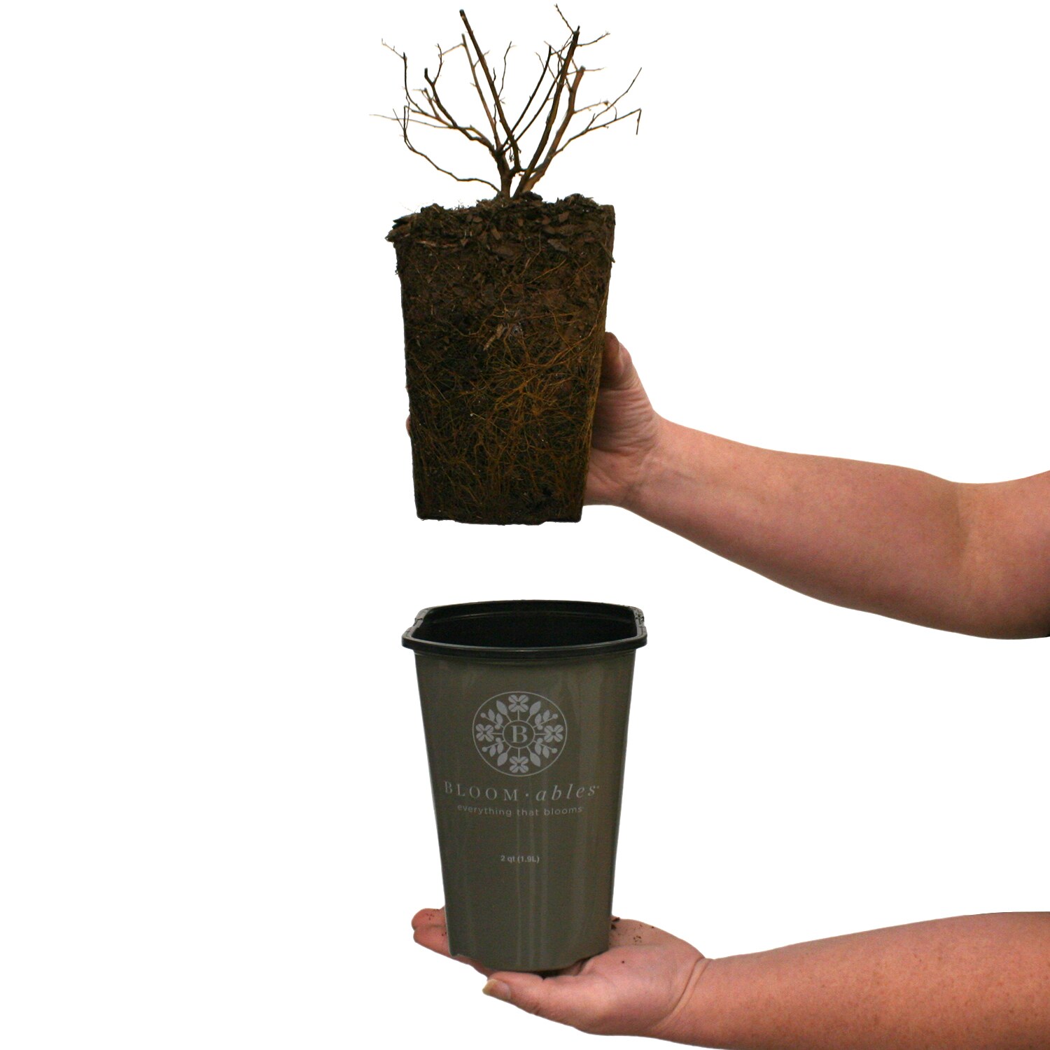Van Zyverden 84585 Plant-Bulbs - View #4