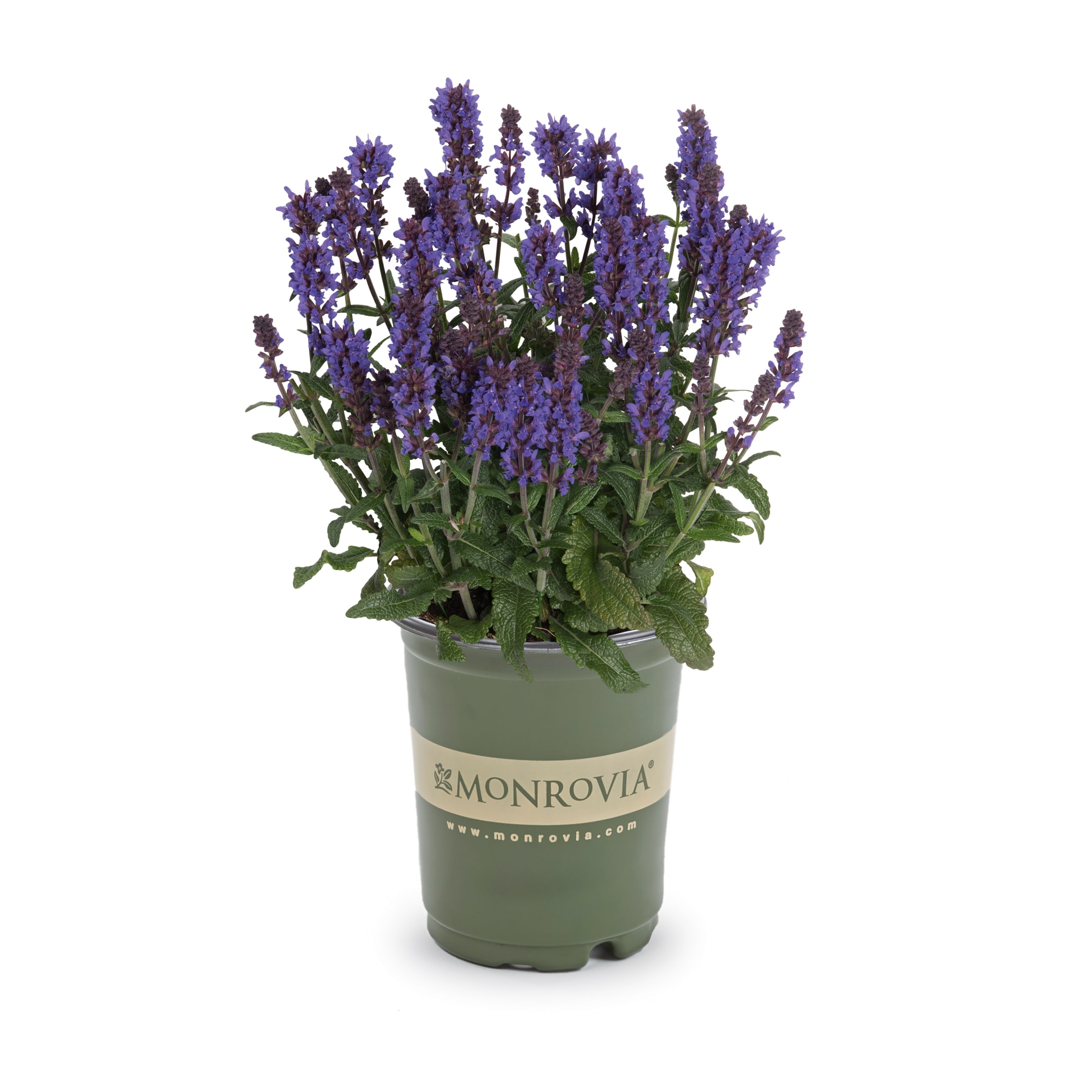 Monrovia NURSERY Purple Spring King Mini Salvia Plant in 1.5 -Pint Pot 1 -Pack