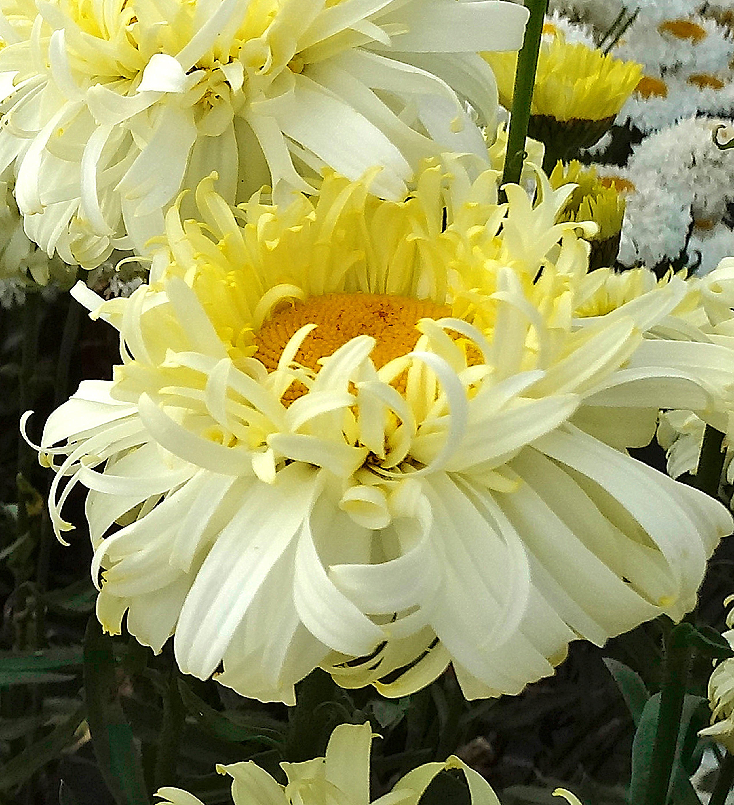 Southern Living Plant Collection - 2.5 -Quart Yellow Real Charmer Leucanthemum 1 -Pack - Low Main...