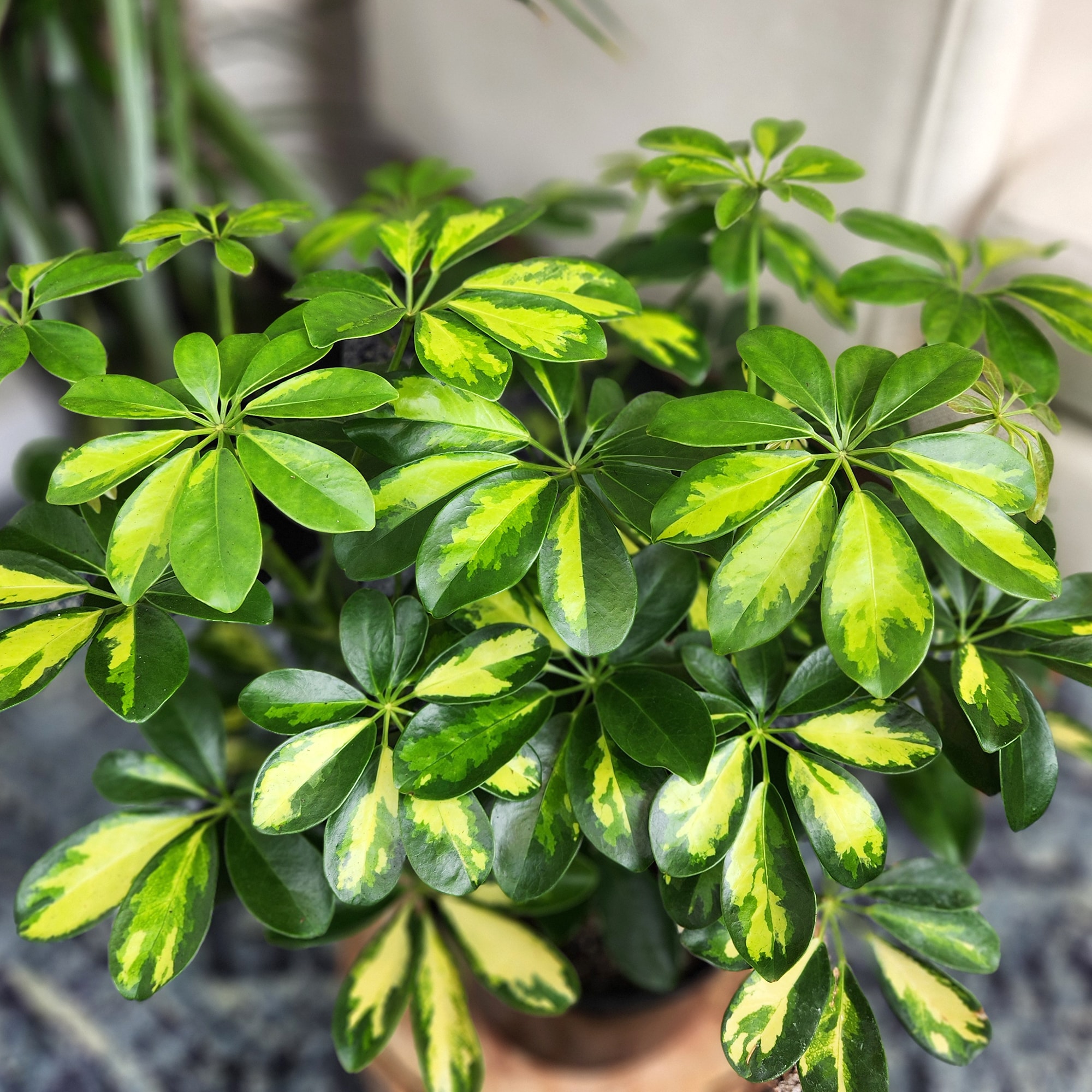 Altman Plants 0883266 hseplants - View #3