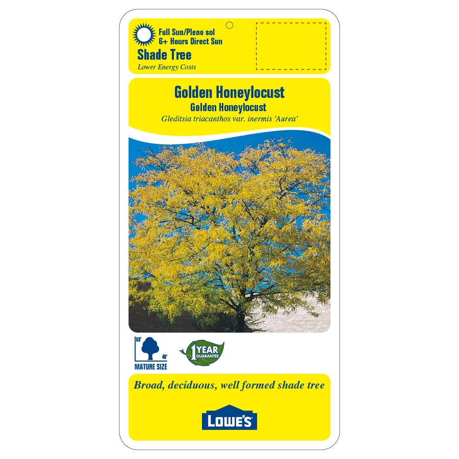 12.7-Gallon Yellow Shade Tree Golden Honeylocust In Pot (With Soil) in ...