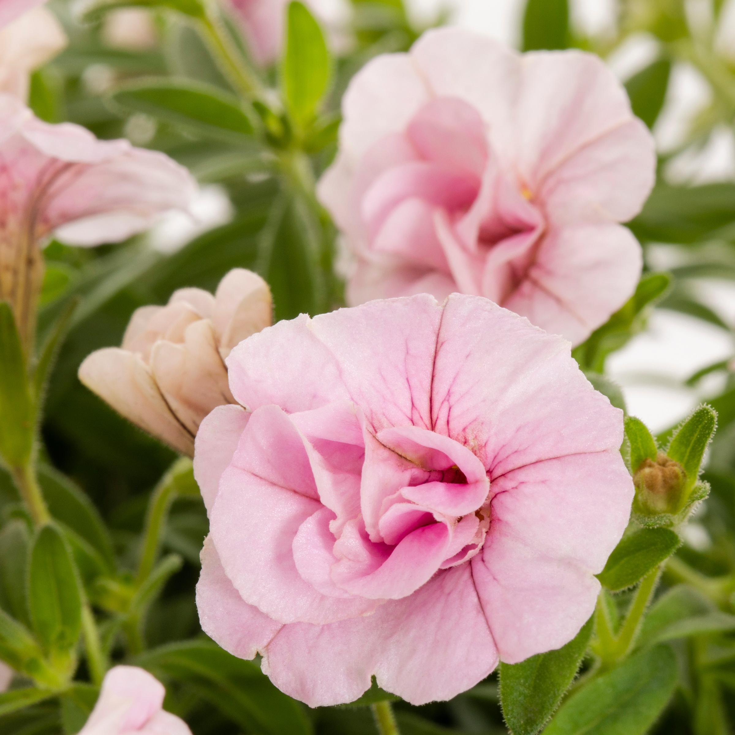 Lowe's NURSERY annuals - View #10