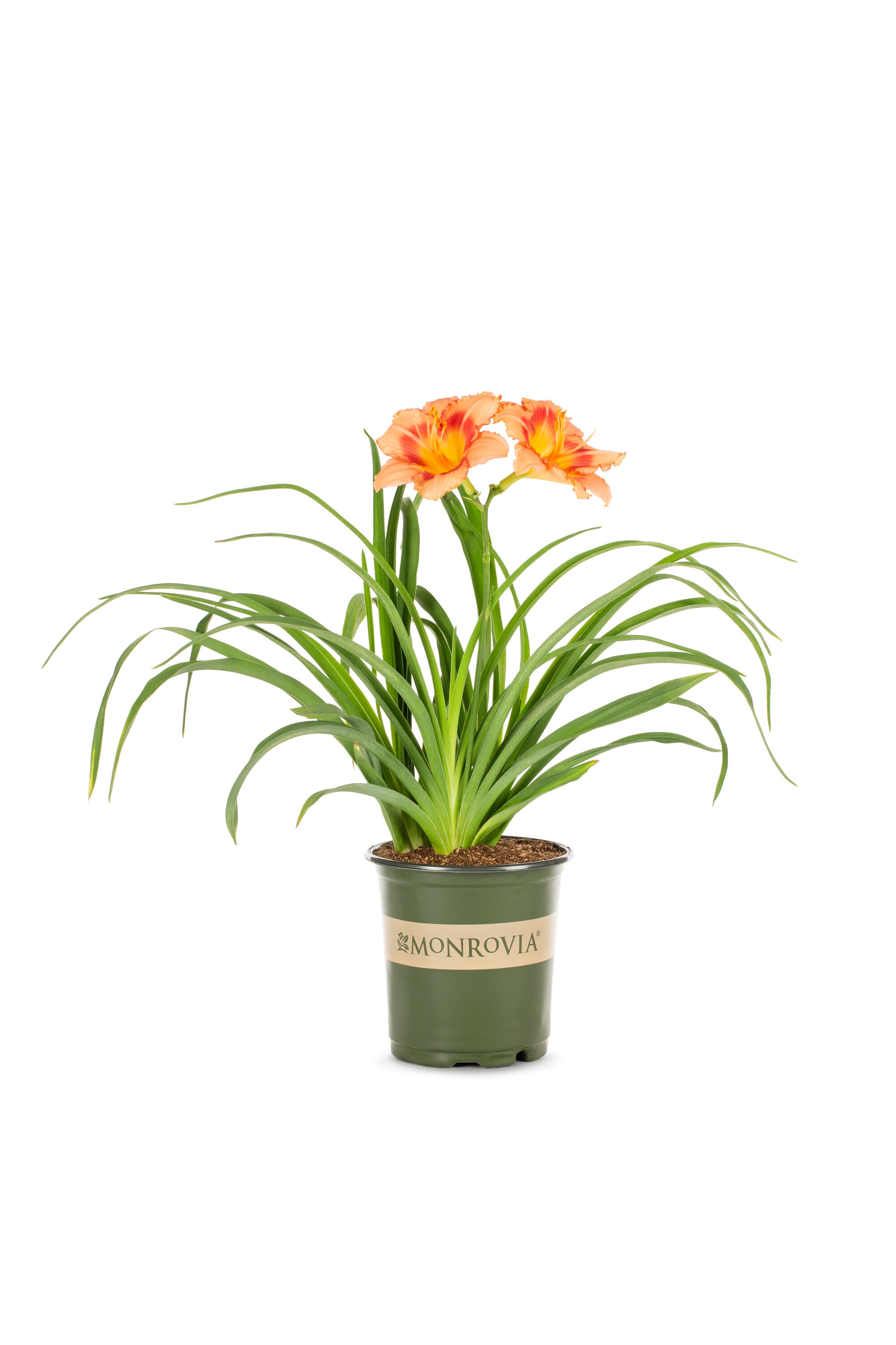 Monrovia 78637 perennials - View #5