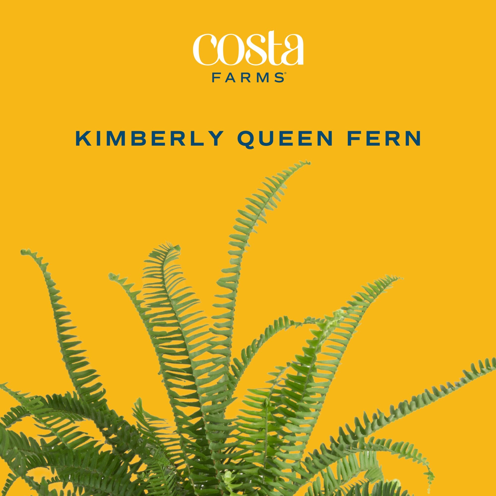 Costa Farms CO.KQ10.1.GP.BLK hseplants - View #3