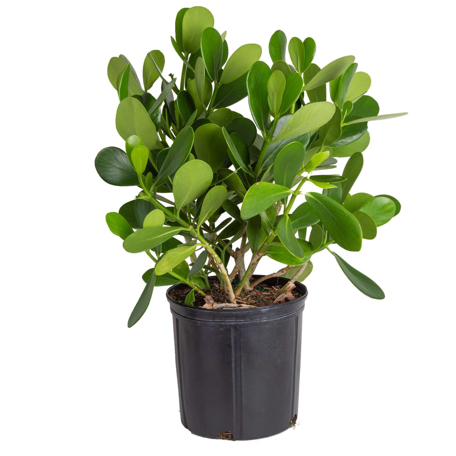 Costa Farms Clusia Flowering Shrub in 2 -Gallon Pot 1 -Pack