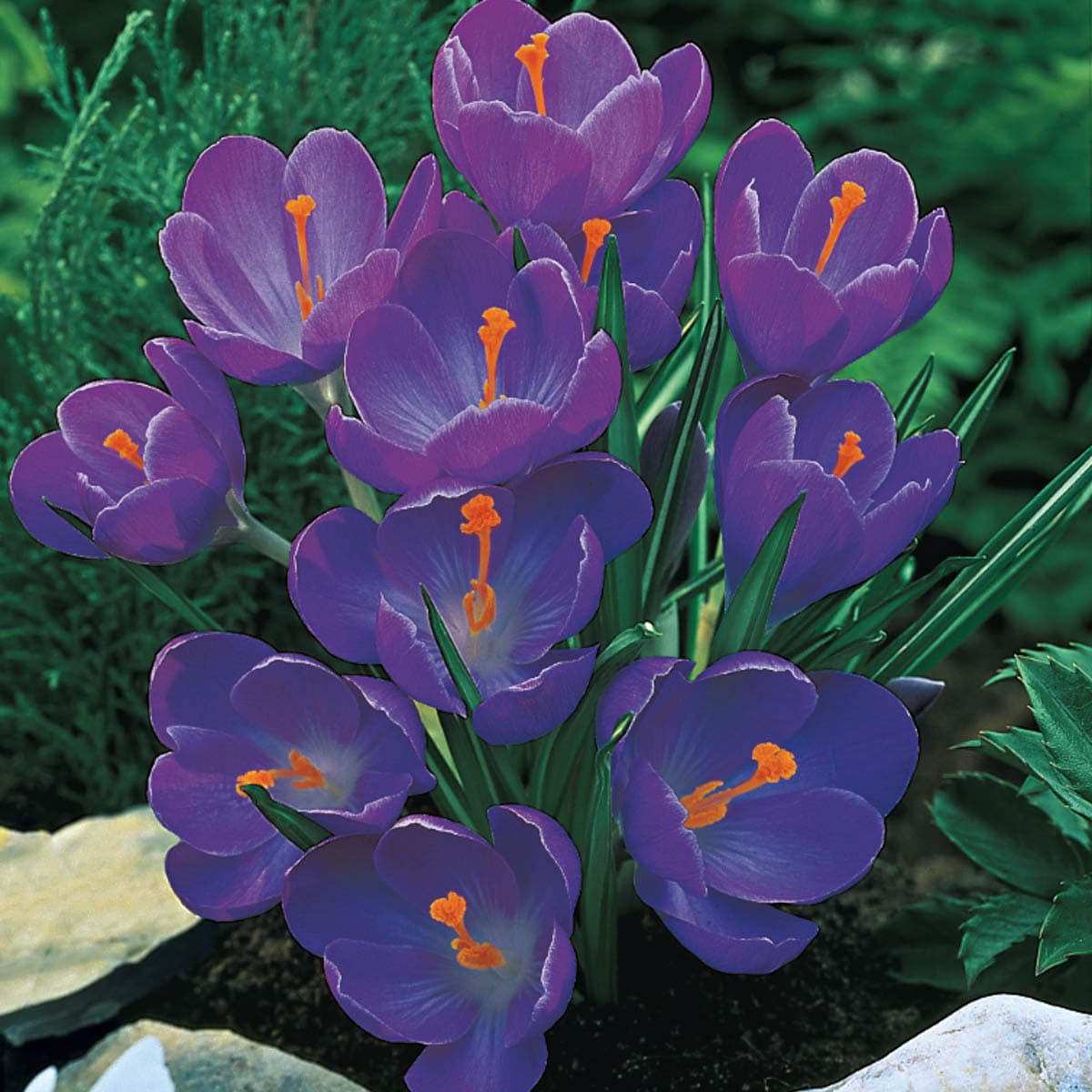 Breck's 91869 Plant-Bulbs - View #2