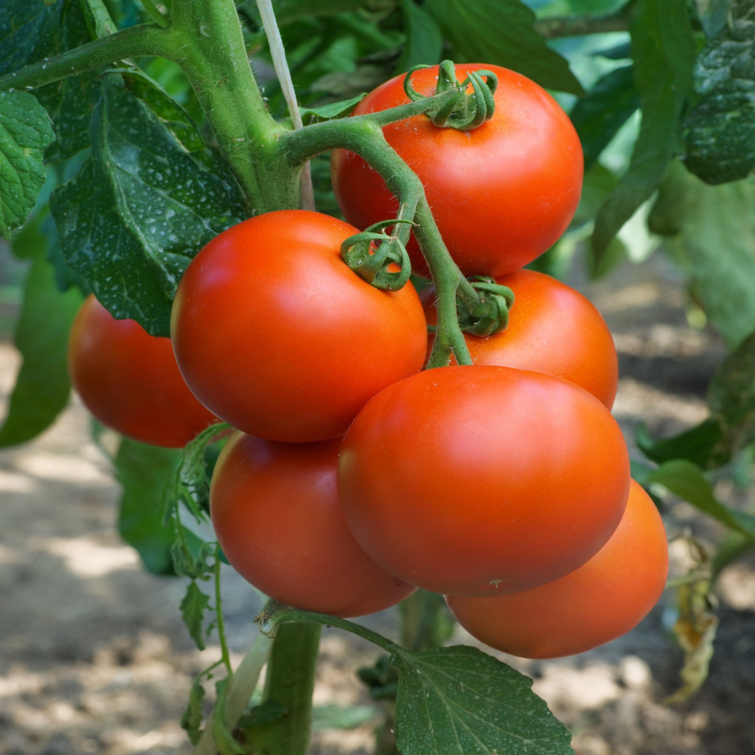 National Plant Network LW2269 Vegetable-Plants - View #7