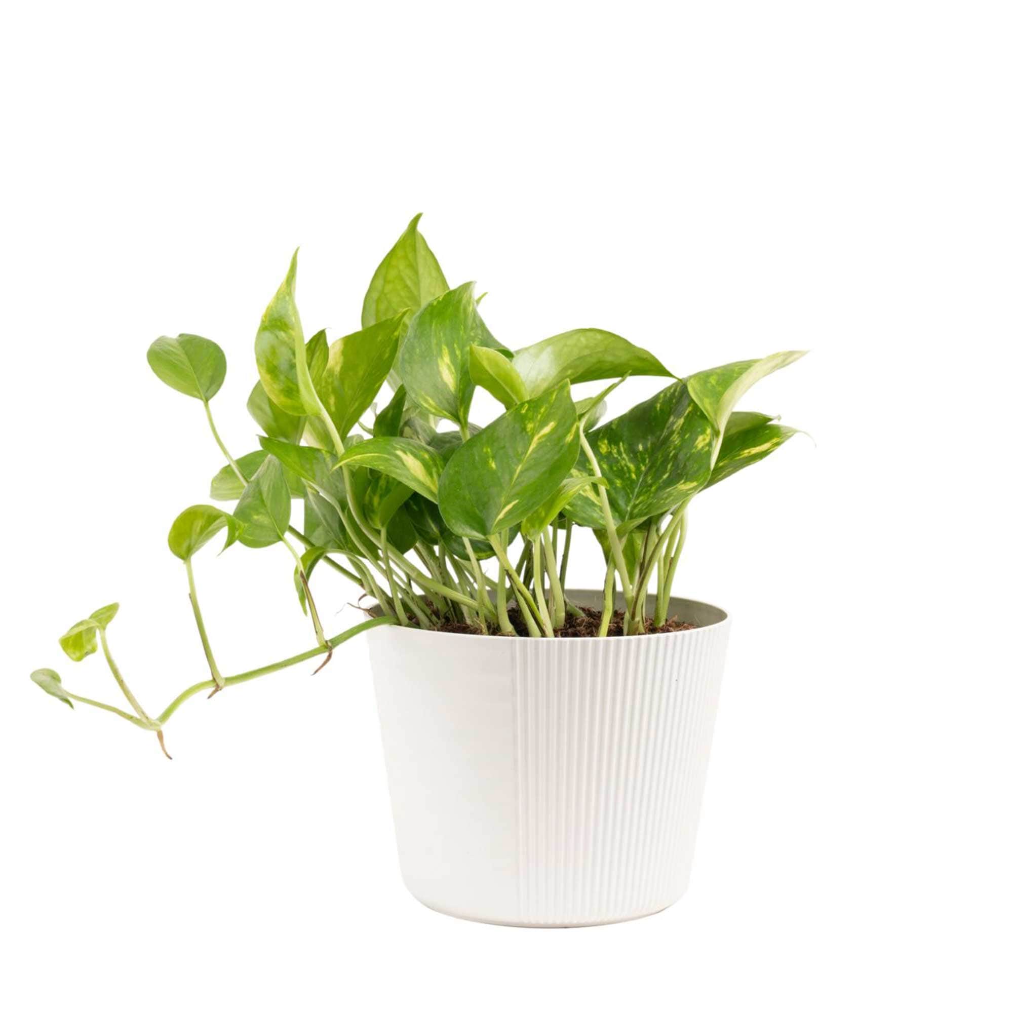 Costa Farms CO.GP6.1.WW.RED Devil's Ivy Golden Pothos House plant in 6 Inch(es) Pot 1.0 -Pack