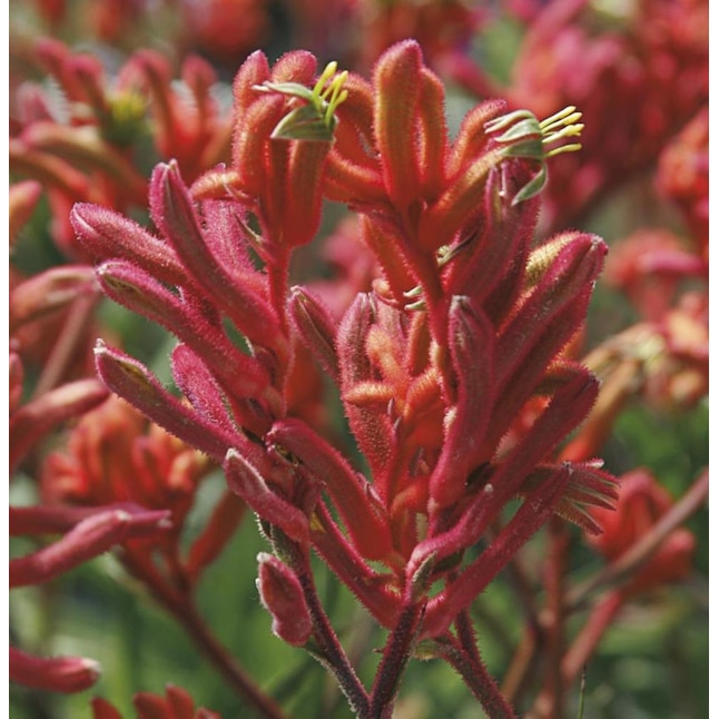 Lowe's Multicolor Kangaroo Paw in 1-Gallon Planter in the Annuals department at Lowe's Multicolor Kangaroo Paw in 1-Gallon Planter in the Annuals department at