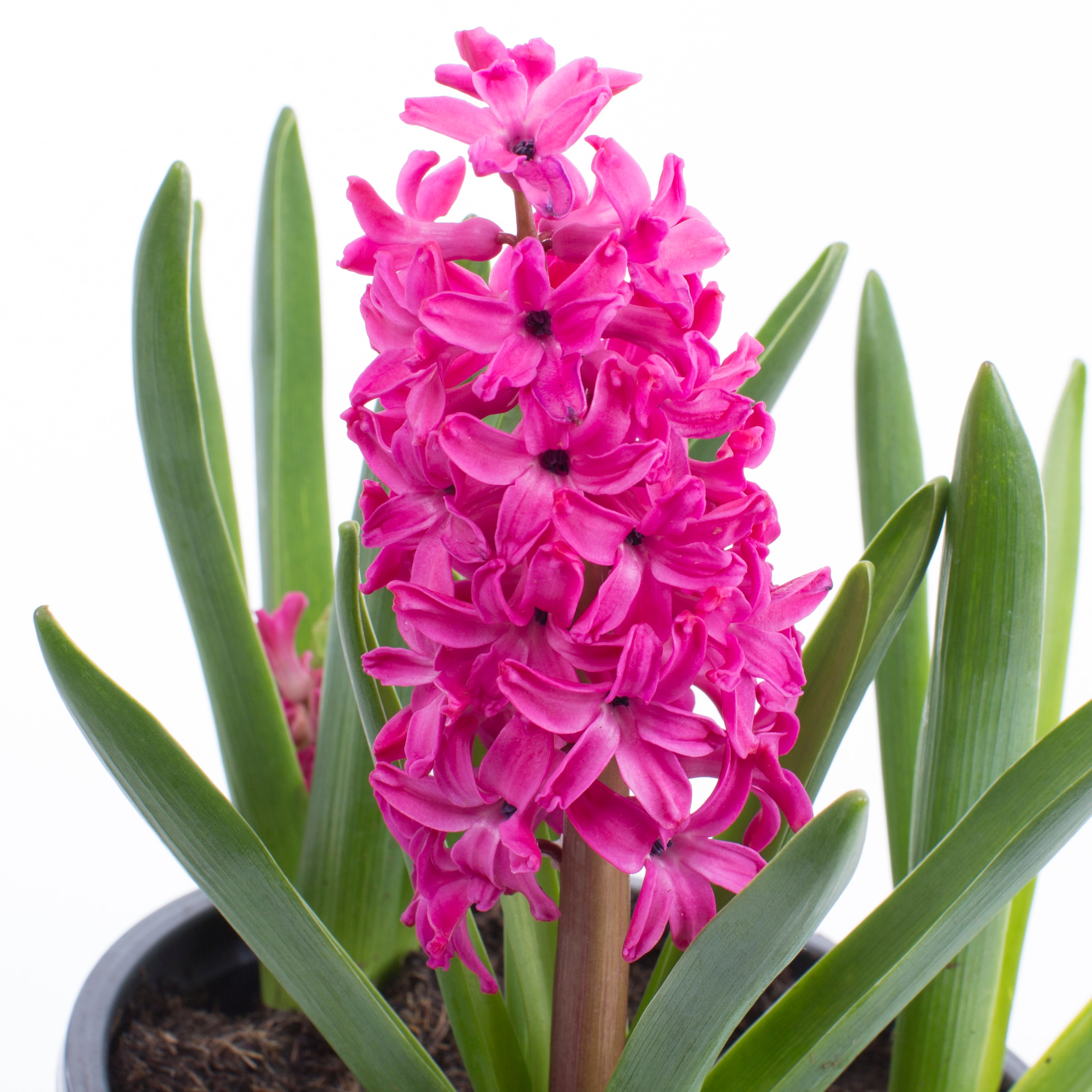 Lowe's NURSERY Multicolor HYACINTH in 1 Gallon(s) Pot 7 -Pack