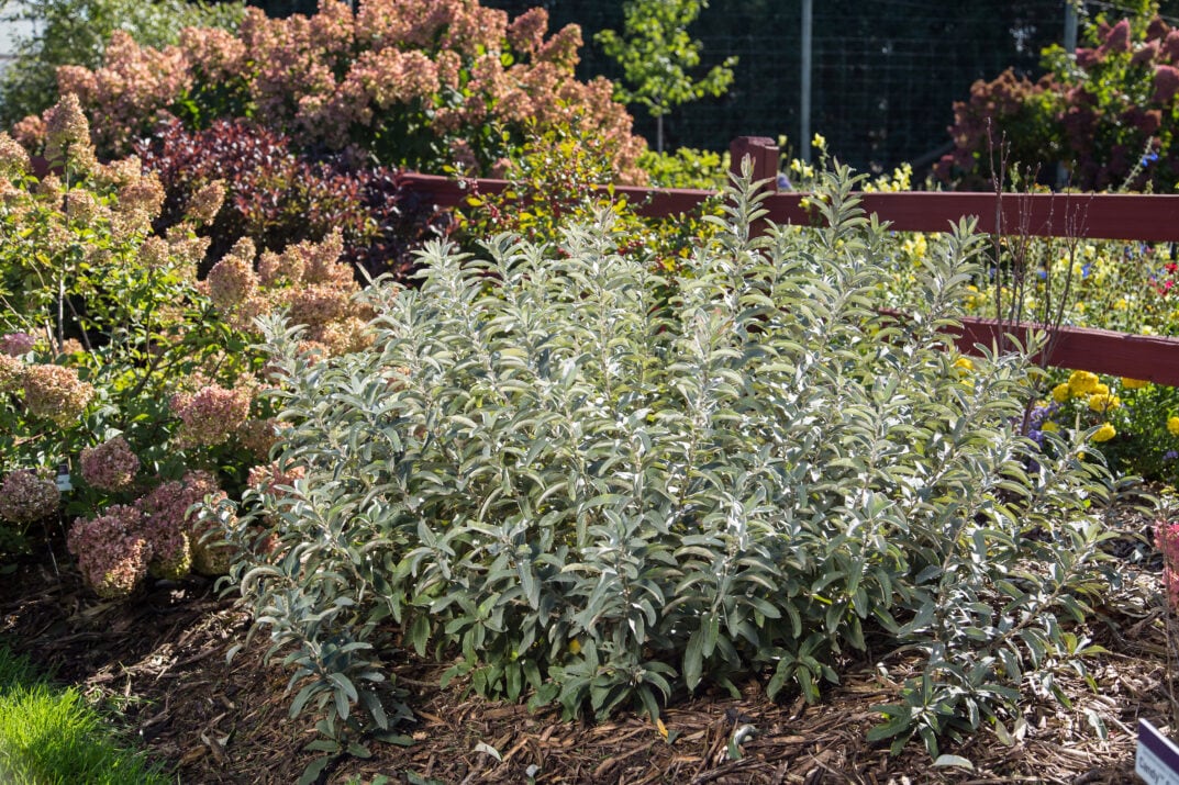Lowe's NURSERY shrubs - View #3