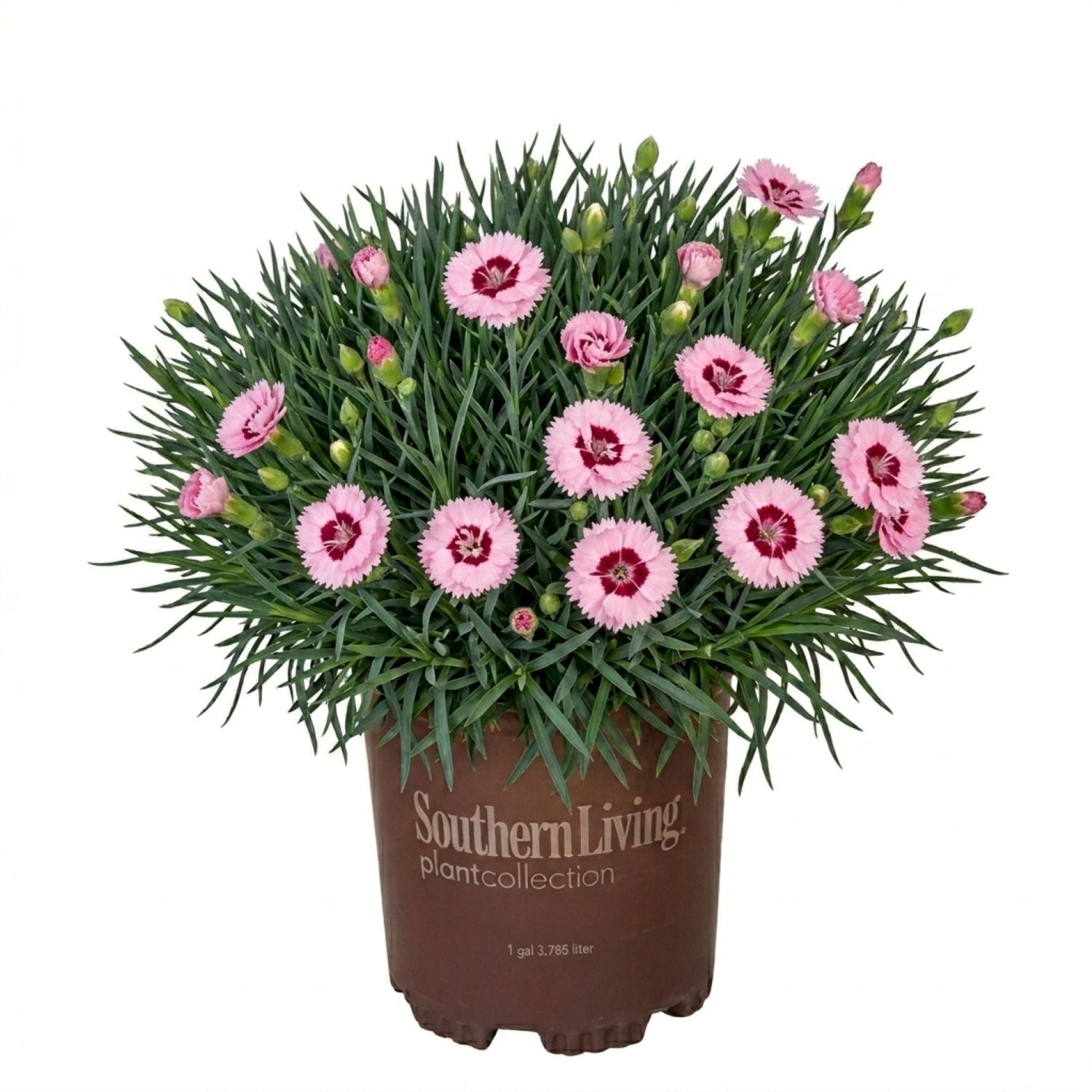 Southern Living 2.5 -Quart Pink Raspberry Surprise Dianthus 1 -Pack ...