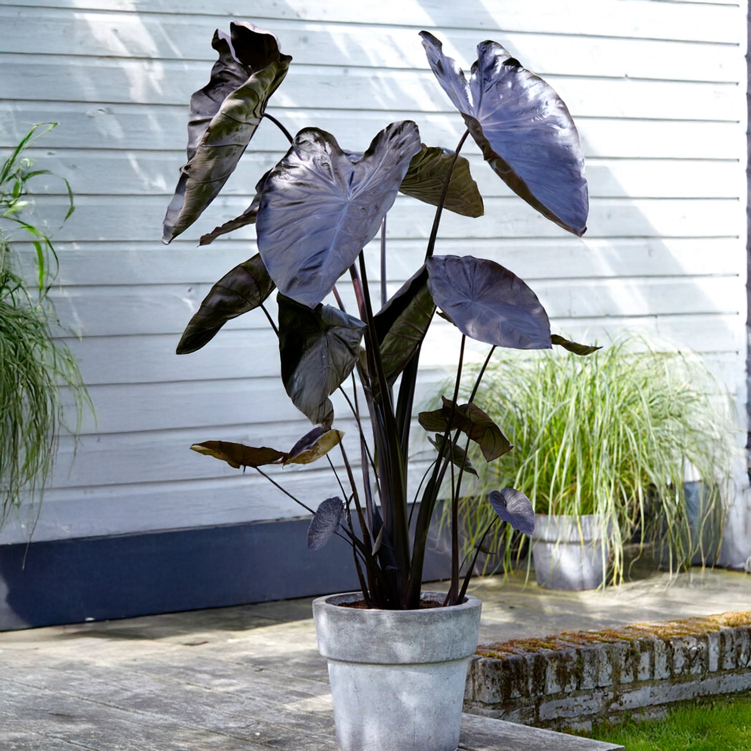 Garden State Bulb ECS-223-01-01 Plant-Bulbs - View #6