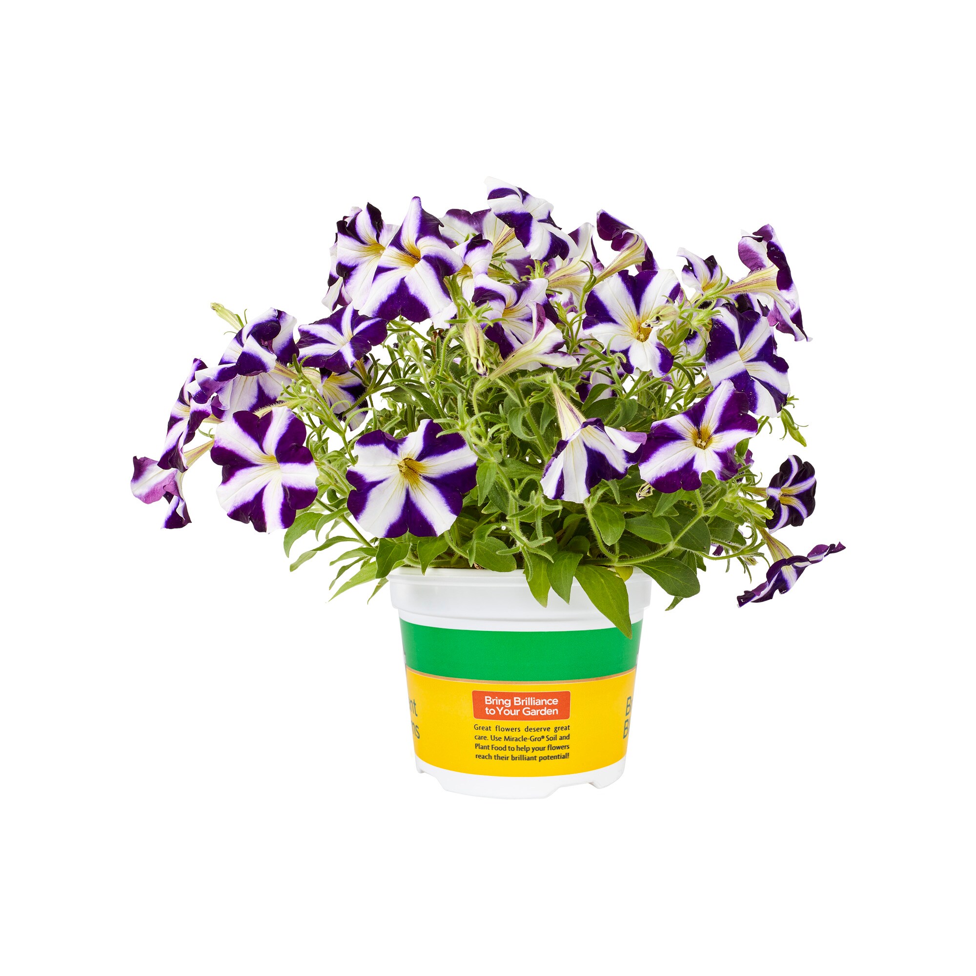 Miracle-Gro 203429 annuals - View #2