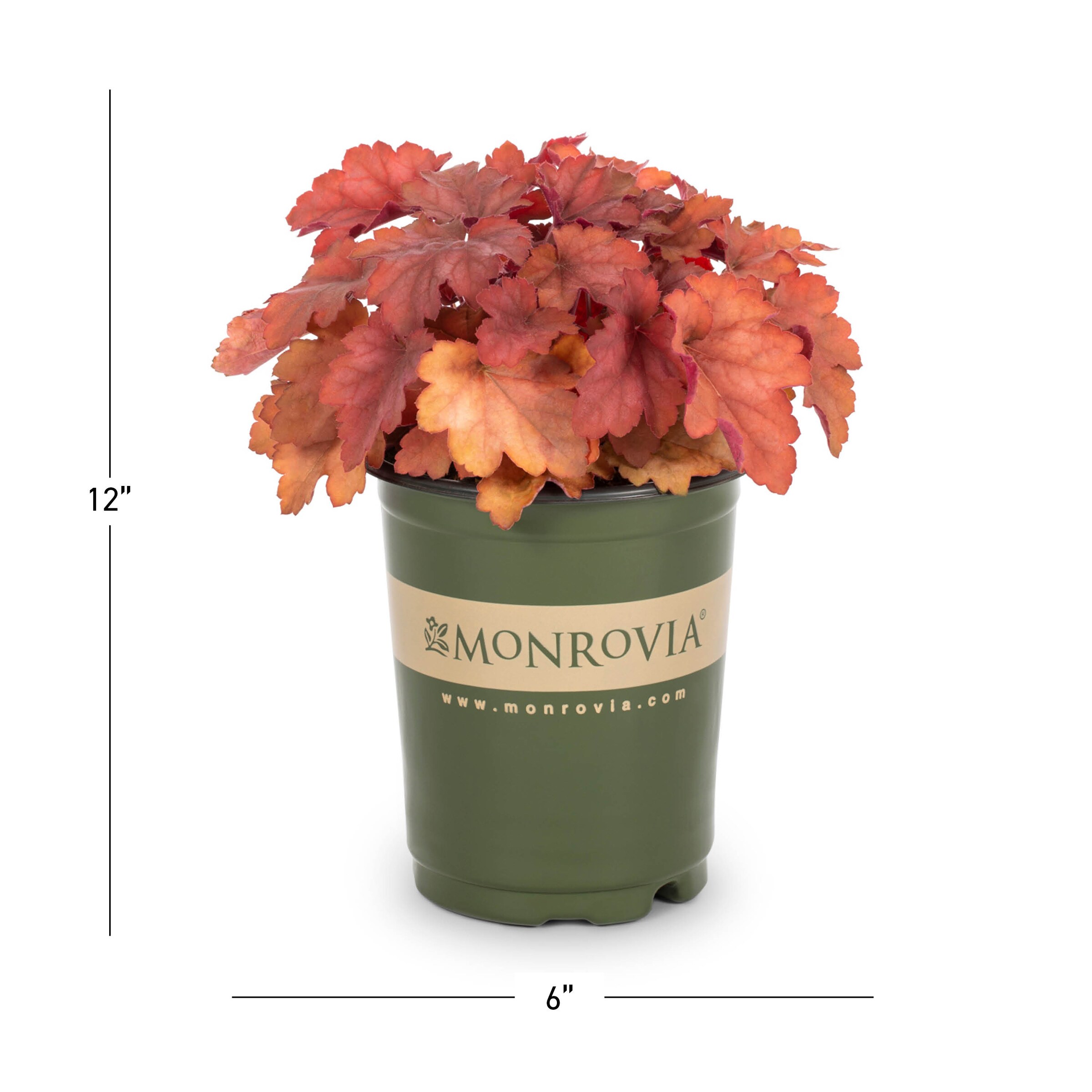 Monrovia 78506 perennials - View #3