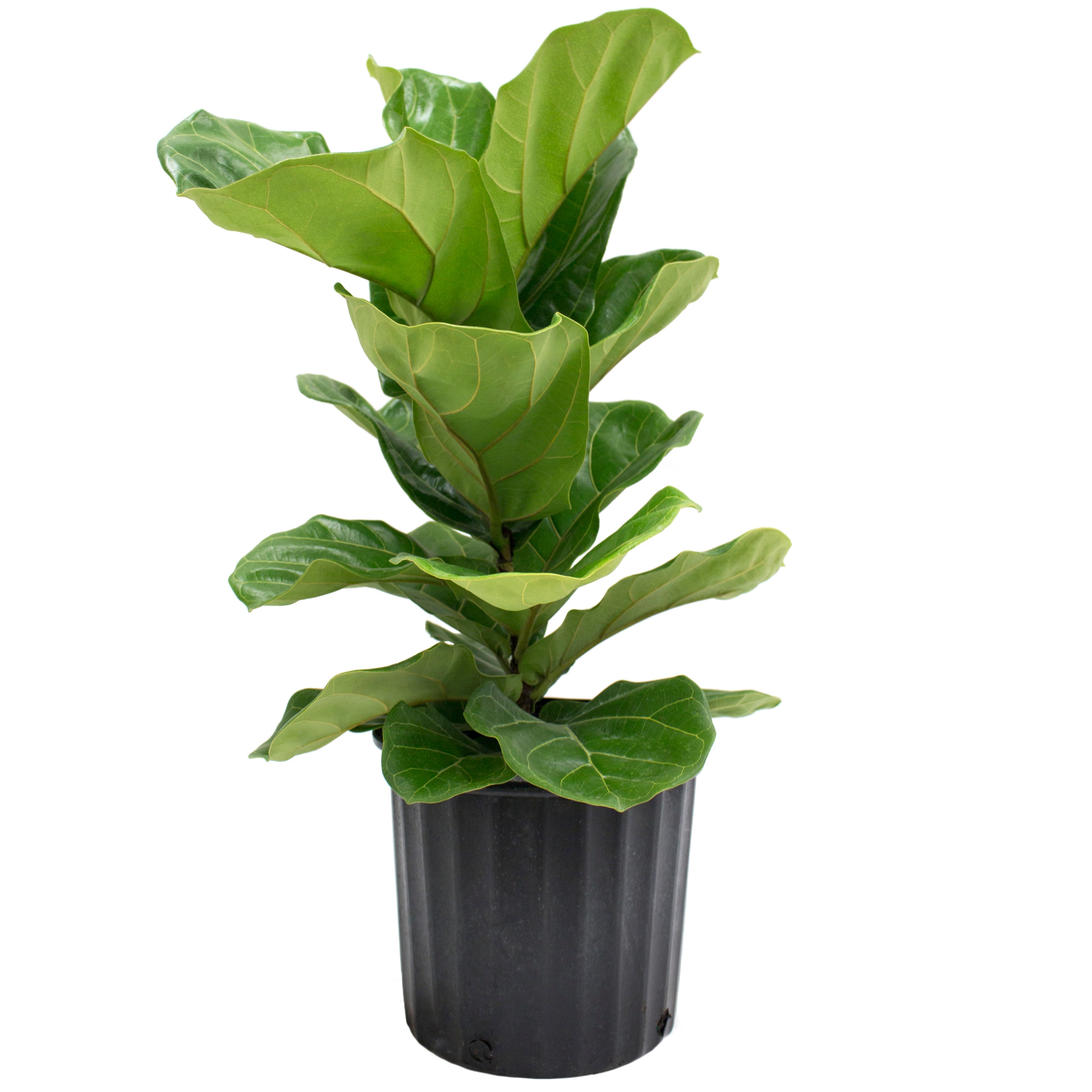 Costa Farms Fiddle Leaf Fig House Plant in 10-in Pot in the House ...
