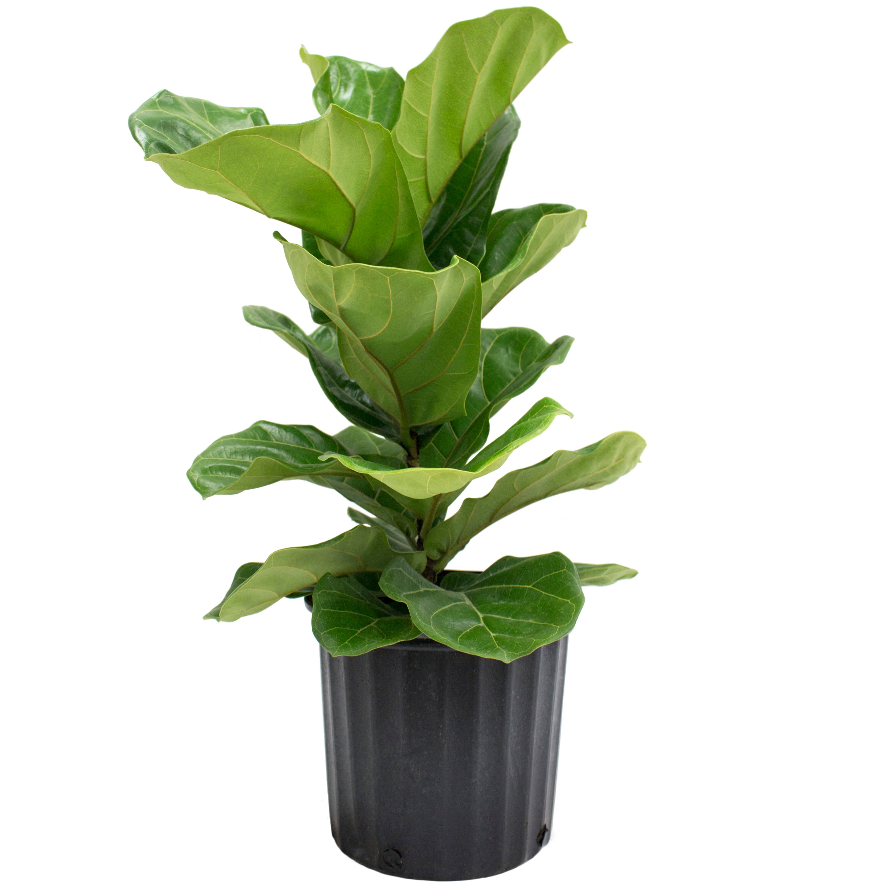 Costa Farms L-3FL-G-POT-01-LW Ficus Lyrata Fiddle Leaf Fig Column House Plant in 10-in Pot
