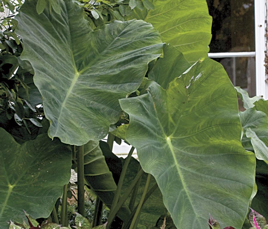 Lowe's NURSERY Insignificant Elephant Ear Plant in