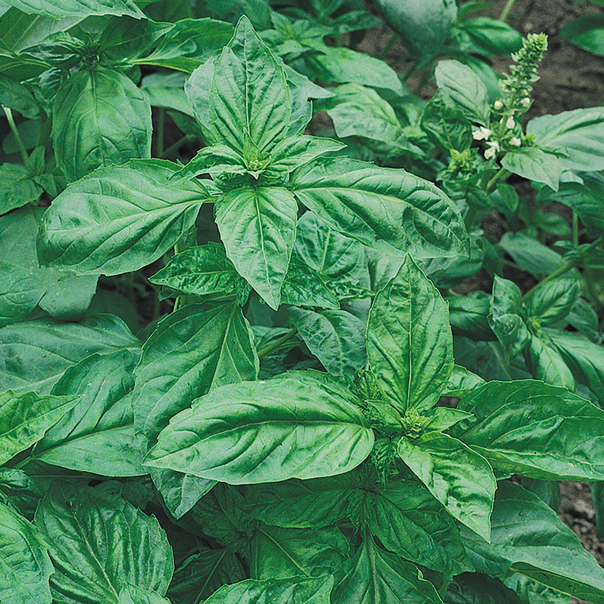 Back to the Roots 50060 Vegetable-Herb-Seeds - View #7