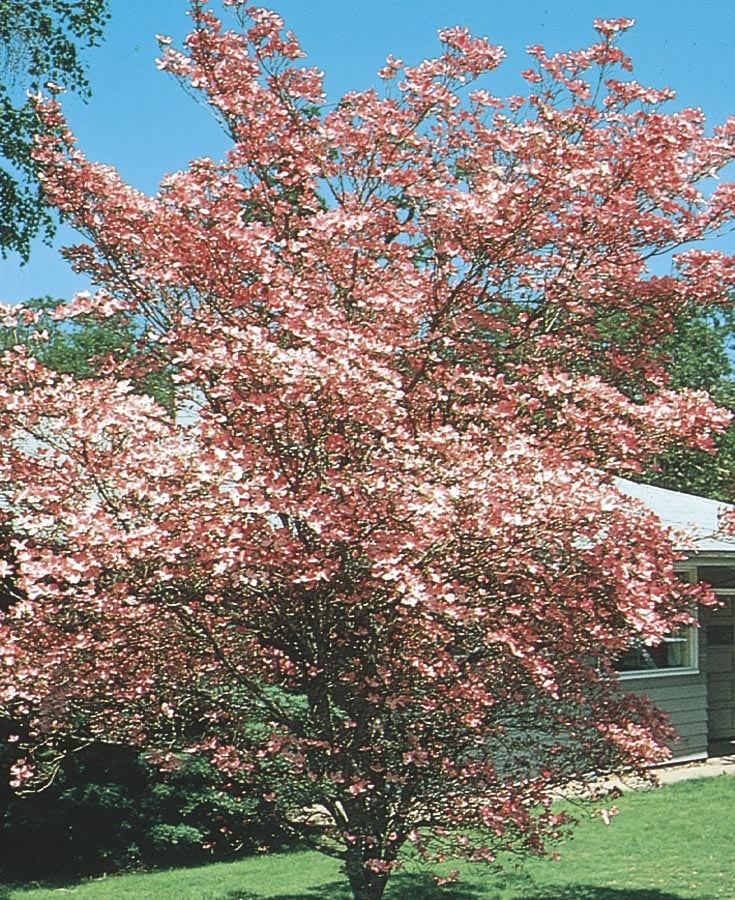 cherokee brave dogwood lowes