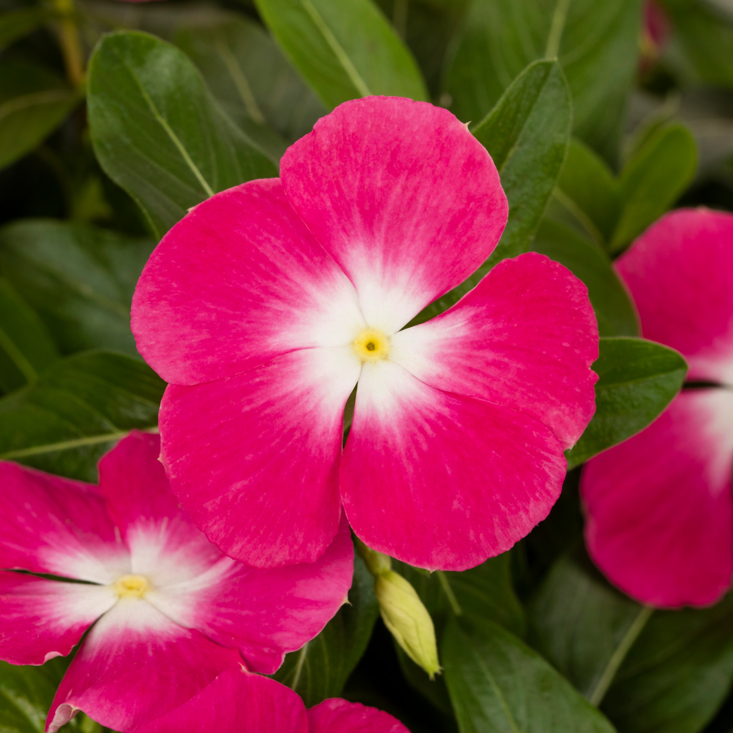 Lowe's NURSERY annuals - View #2
