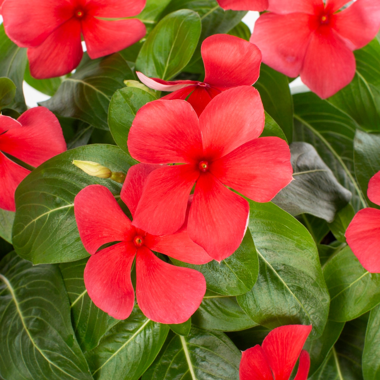 Metrolina Greenhouses 5034 annuals - View #2