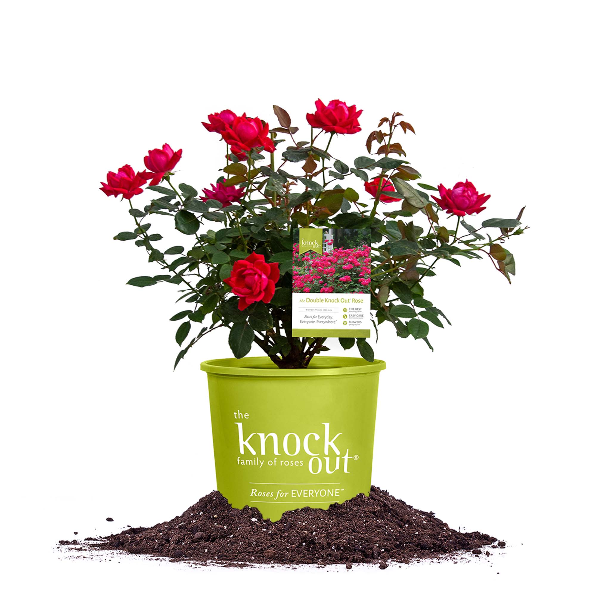 Perfect Plants Double Red KnockOut Rose 3 Gal. in the Roses department ...