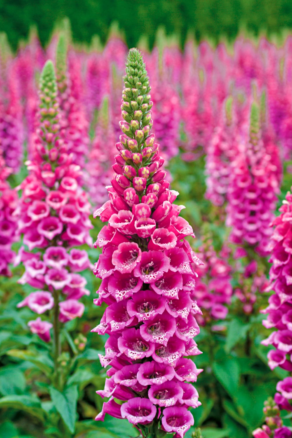 Direct Gardening 98206 perennials - View #3