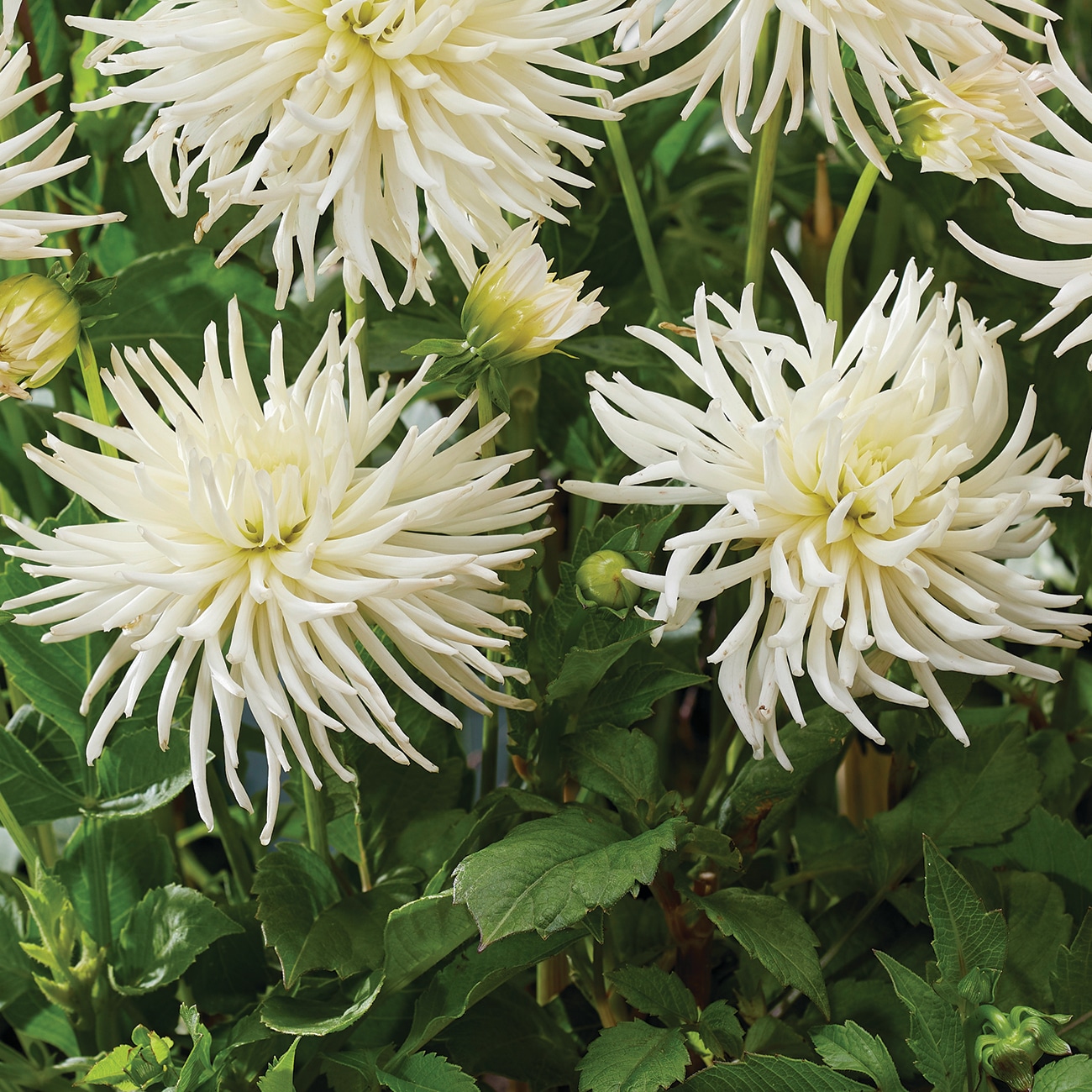 Van Zyverden 84131 White Dahlia Bulbs 5 Count