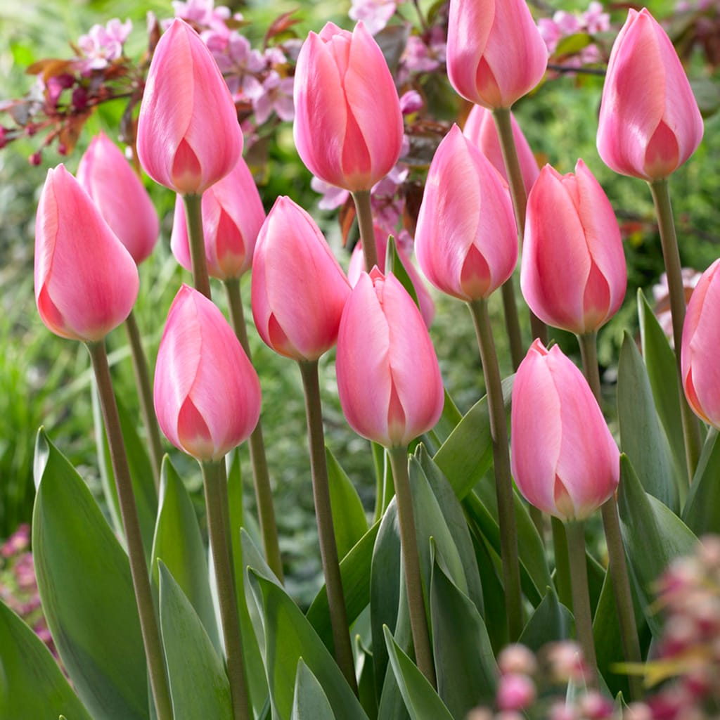 Van Zyverden 87020 Plant-Bulbs - View #8