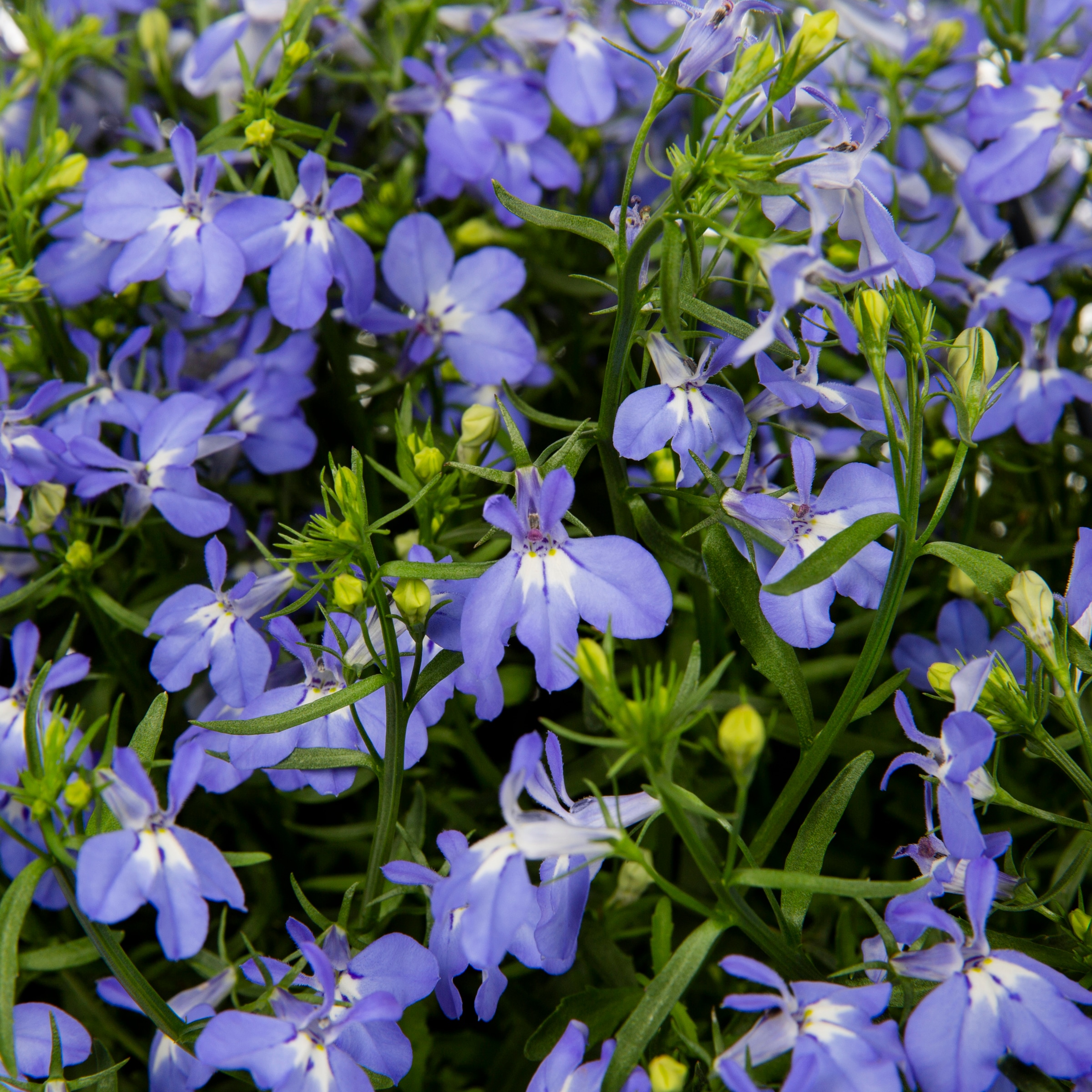 Lowe's NURSERY annuals - View #2