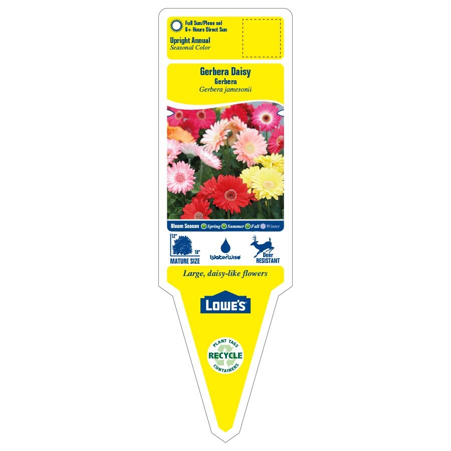 Lowe's NURSERY annuals - View #6