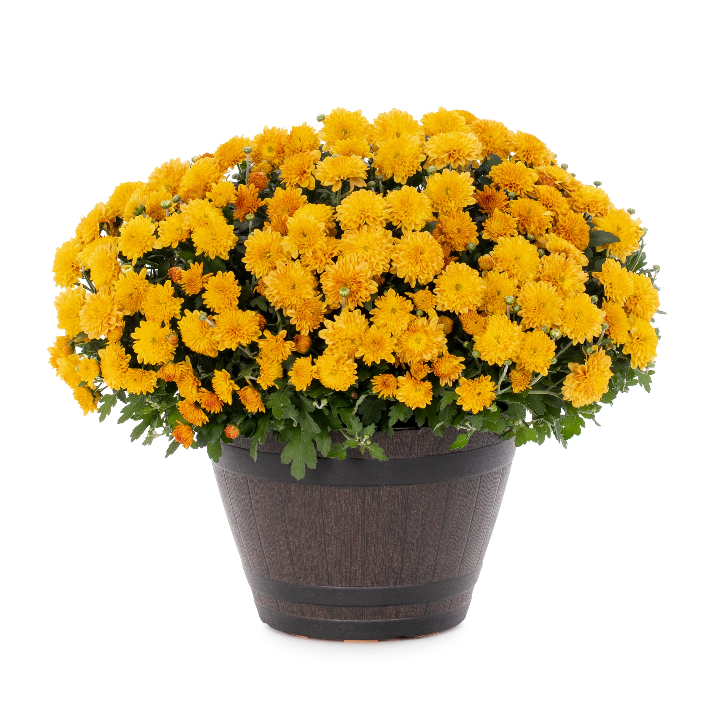 Lowe's NURSERY annuals - View #3