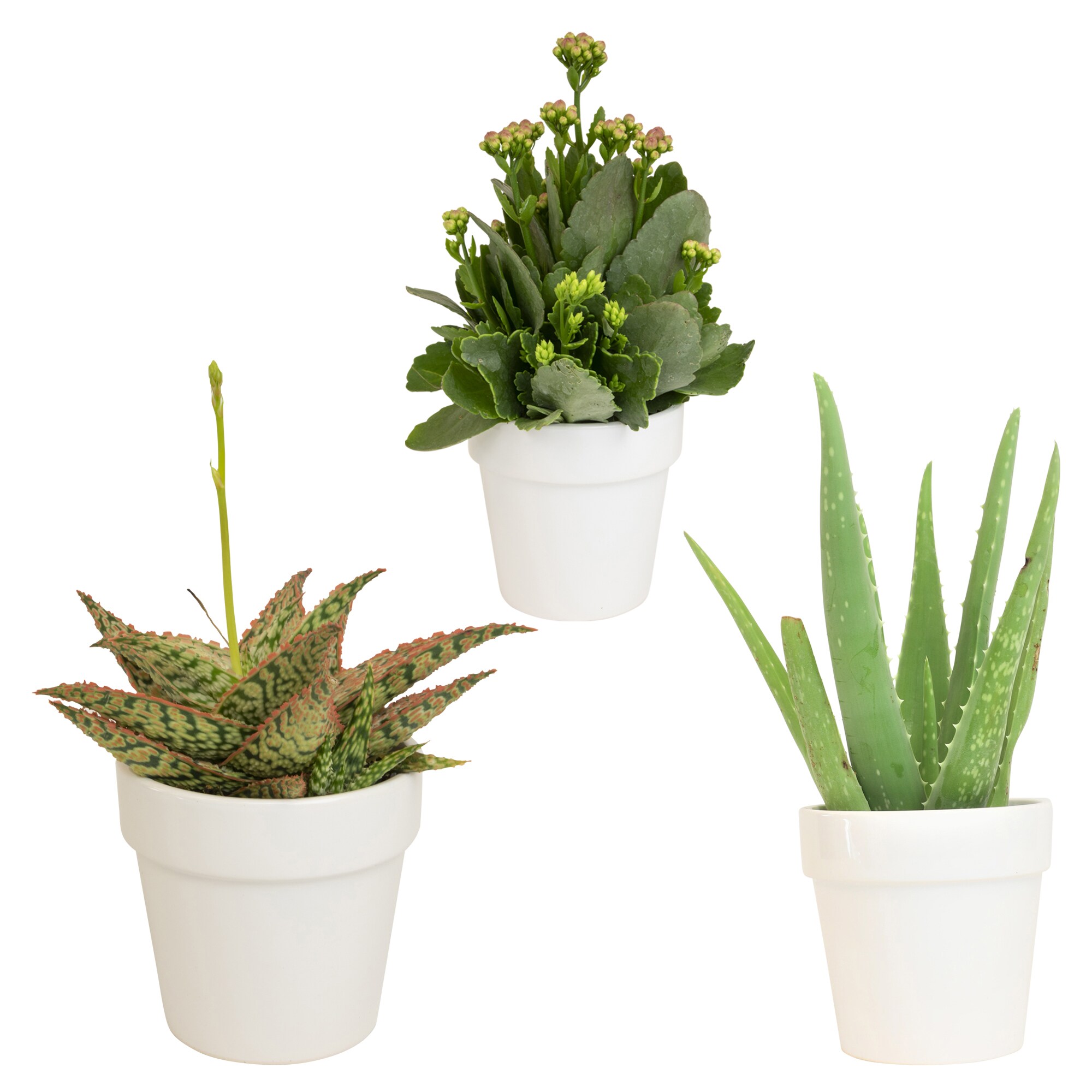 VIRTUNE Adorable Indoor Plant Pots. 5 Flower Pot & 2 Succulent Pot with  Drainage. Small Plant Pots, Cute Pots, Succulent Planter (Light Yellow)