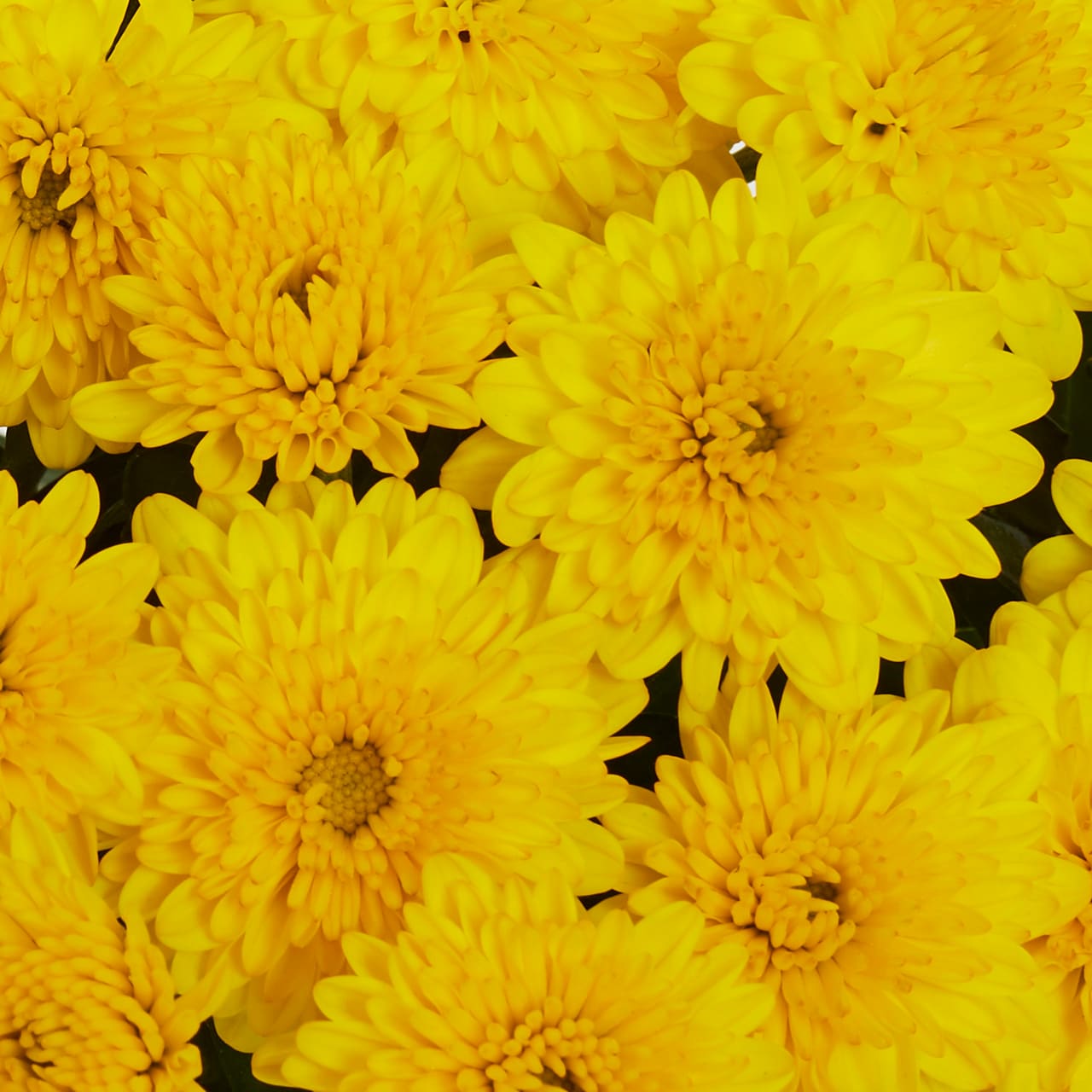 Altman Plants 0881449 annuals - View #3