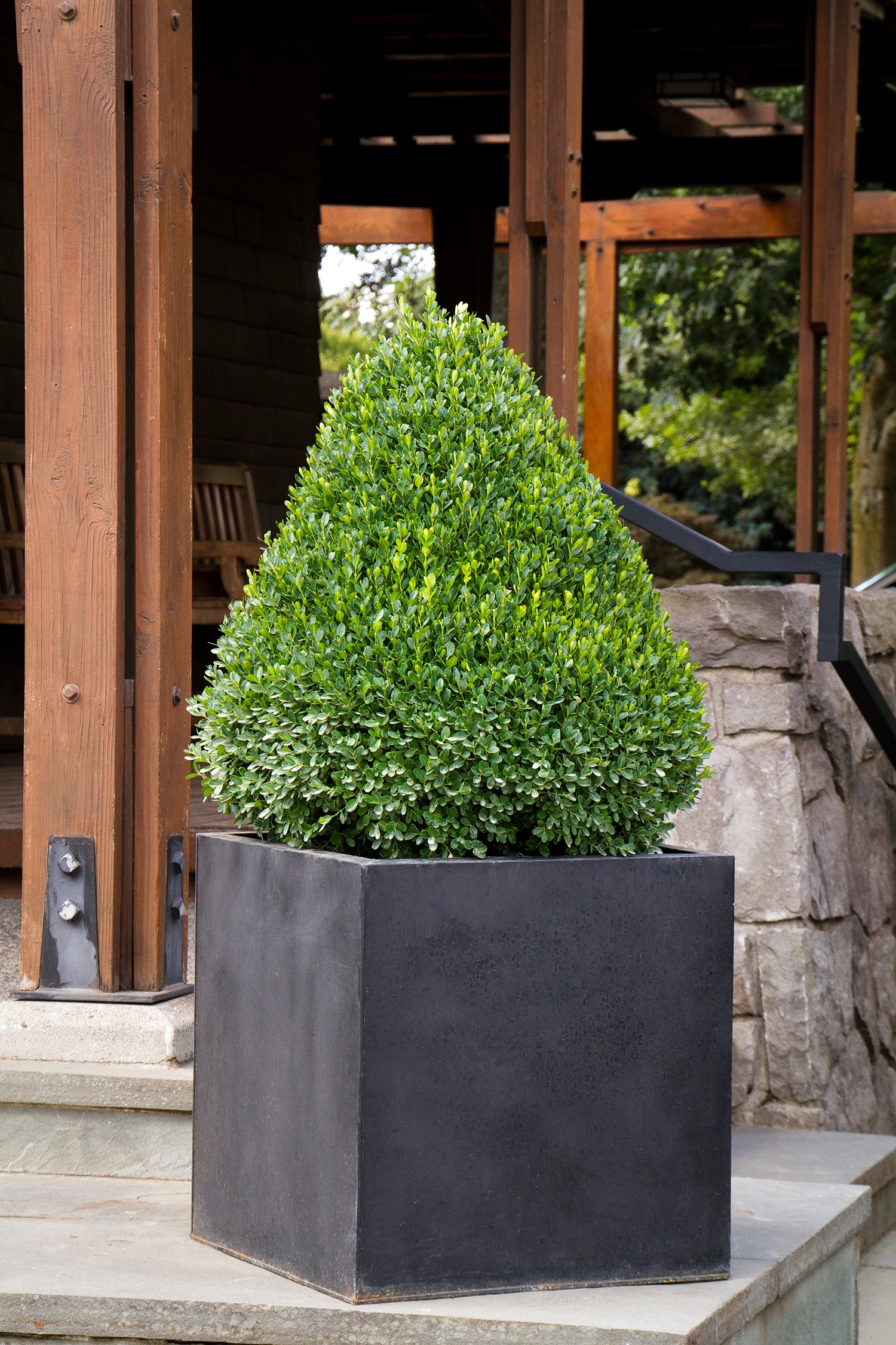 Monrovia Petite Pillar Dwarf Boxwood Foundation/Hedge Shrub