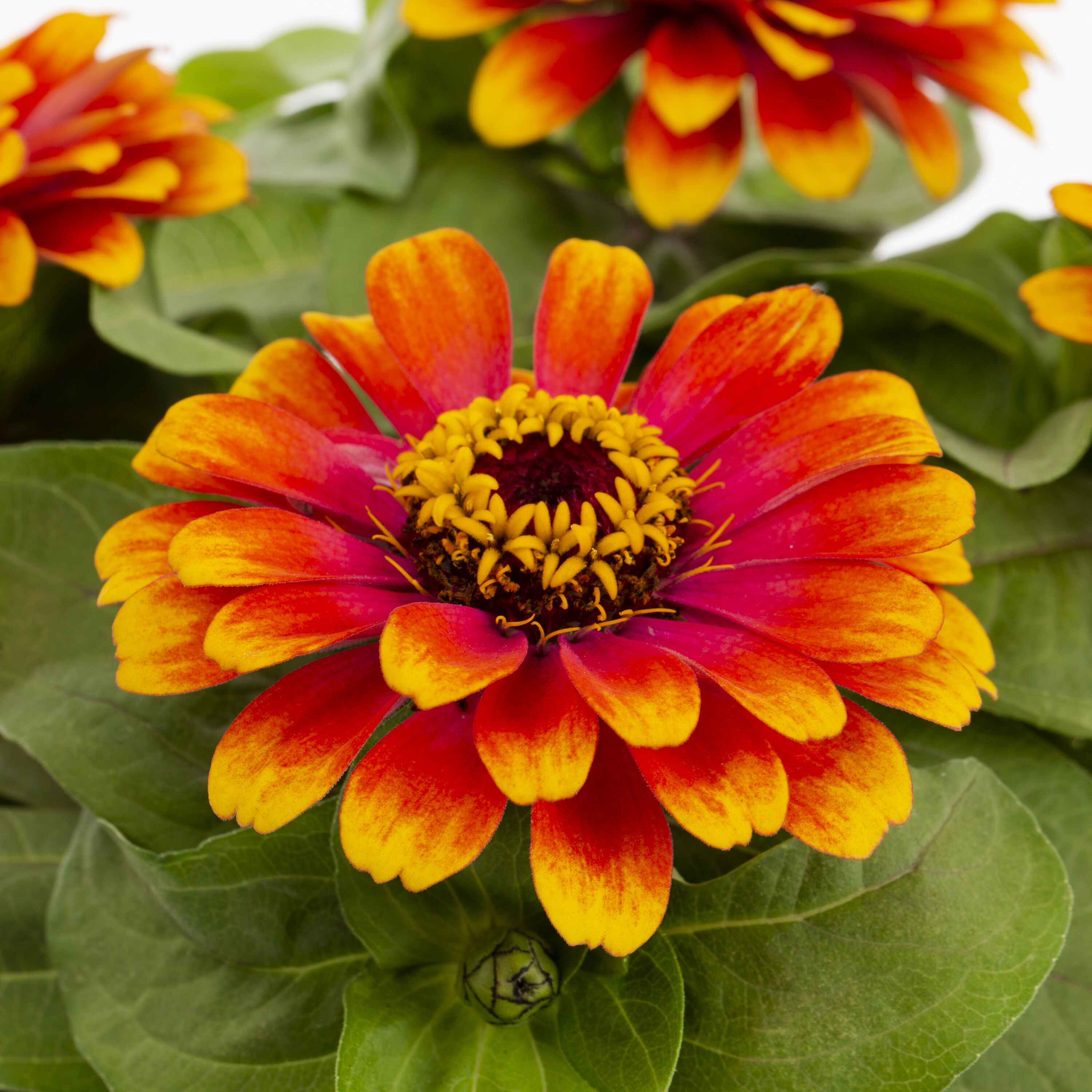 Lowe's NURSERY annuals - View #6