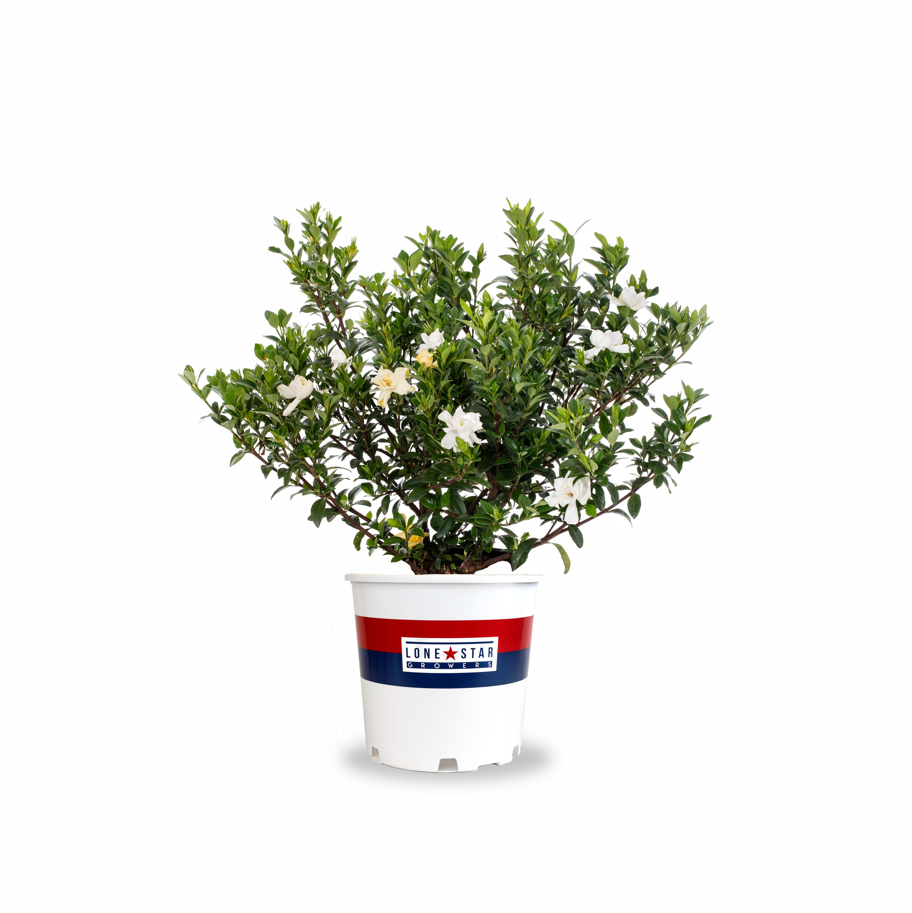 Lowe's NURSERY Gardenia Flowering Shrub in 2 -Gallon Pot 1 -Pack with White Blooms