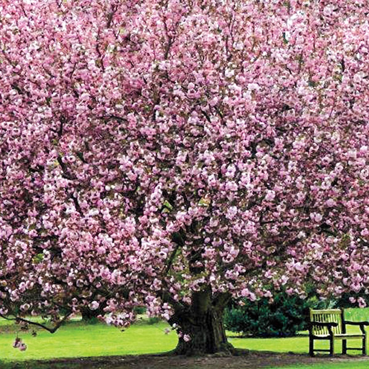 Spring Hill Nurseries 96413 trees - View #2